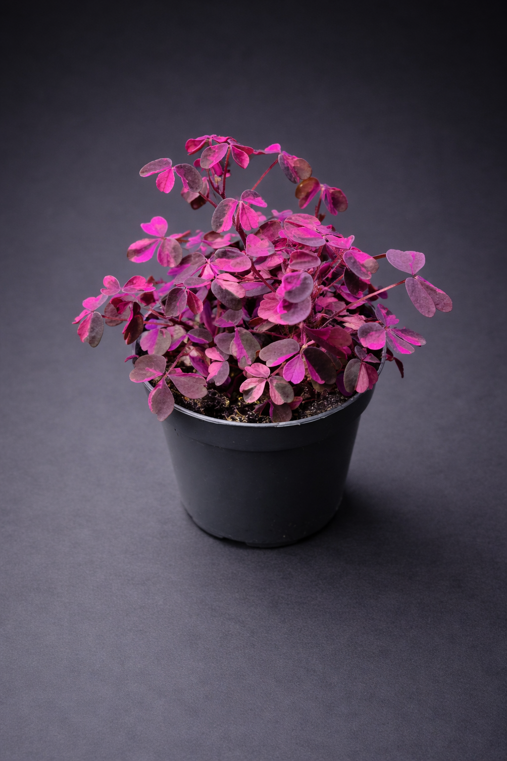 Oxalis Vulcanicola Plum Crazy