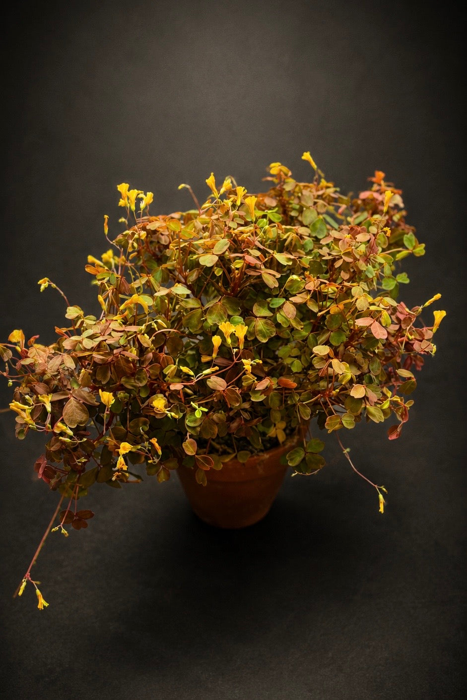 Oxalis Vulcanicola "Sunset Velvet"