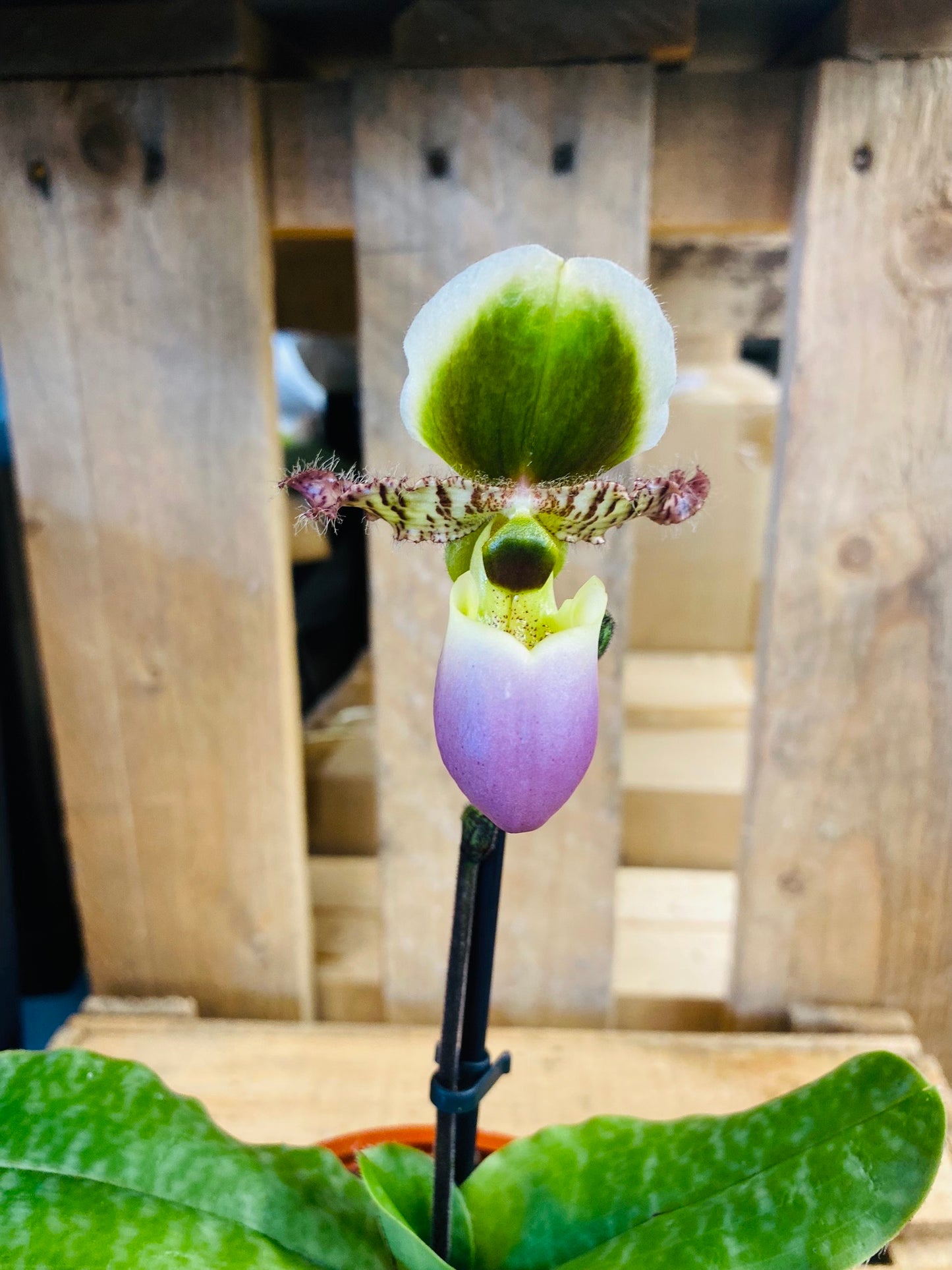 Paphiopedilum Pinocchio - 3