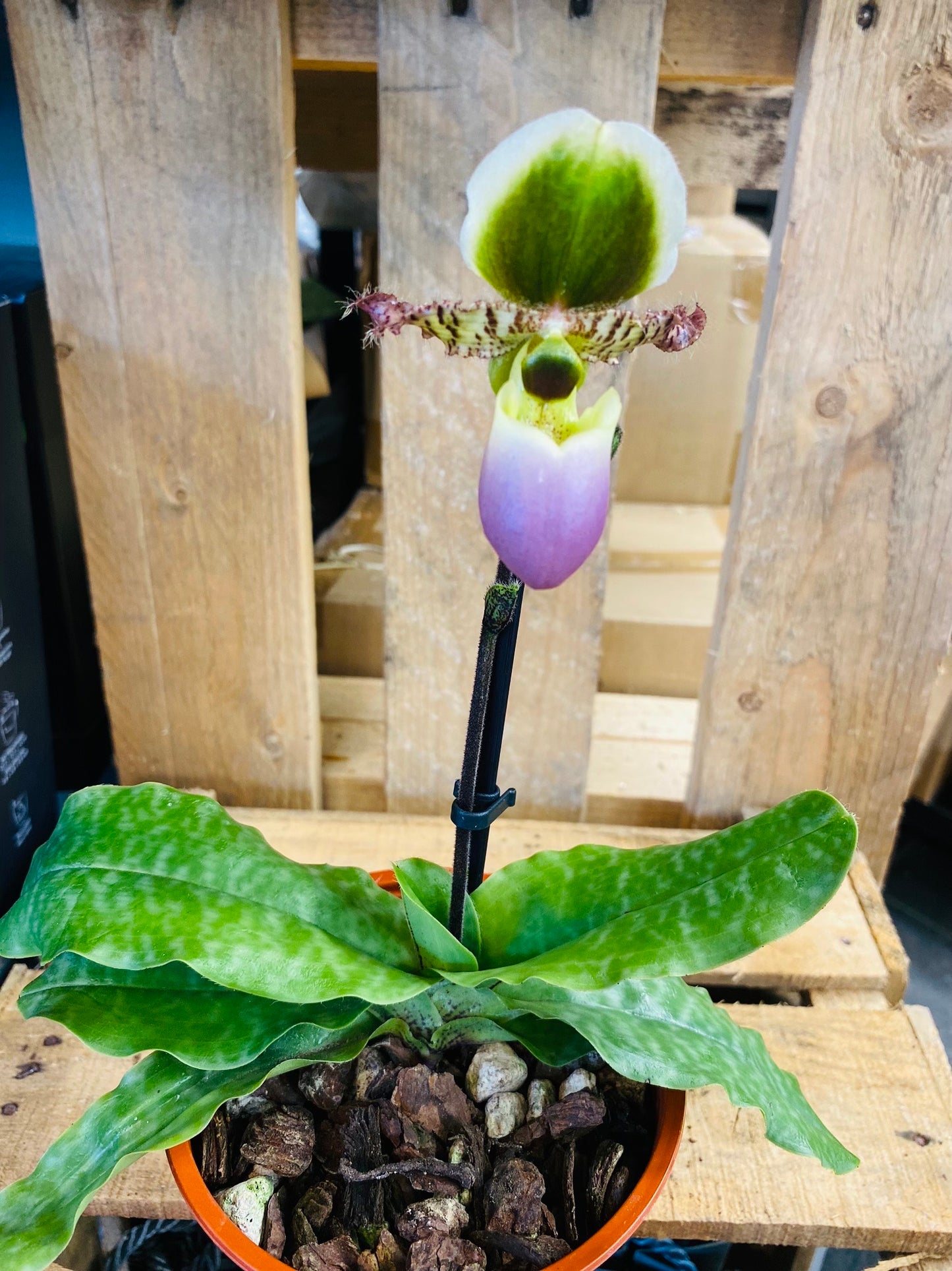 Paphiopedilum Pinocchio - 3