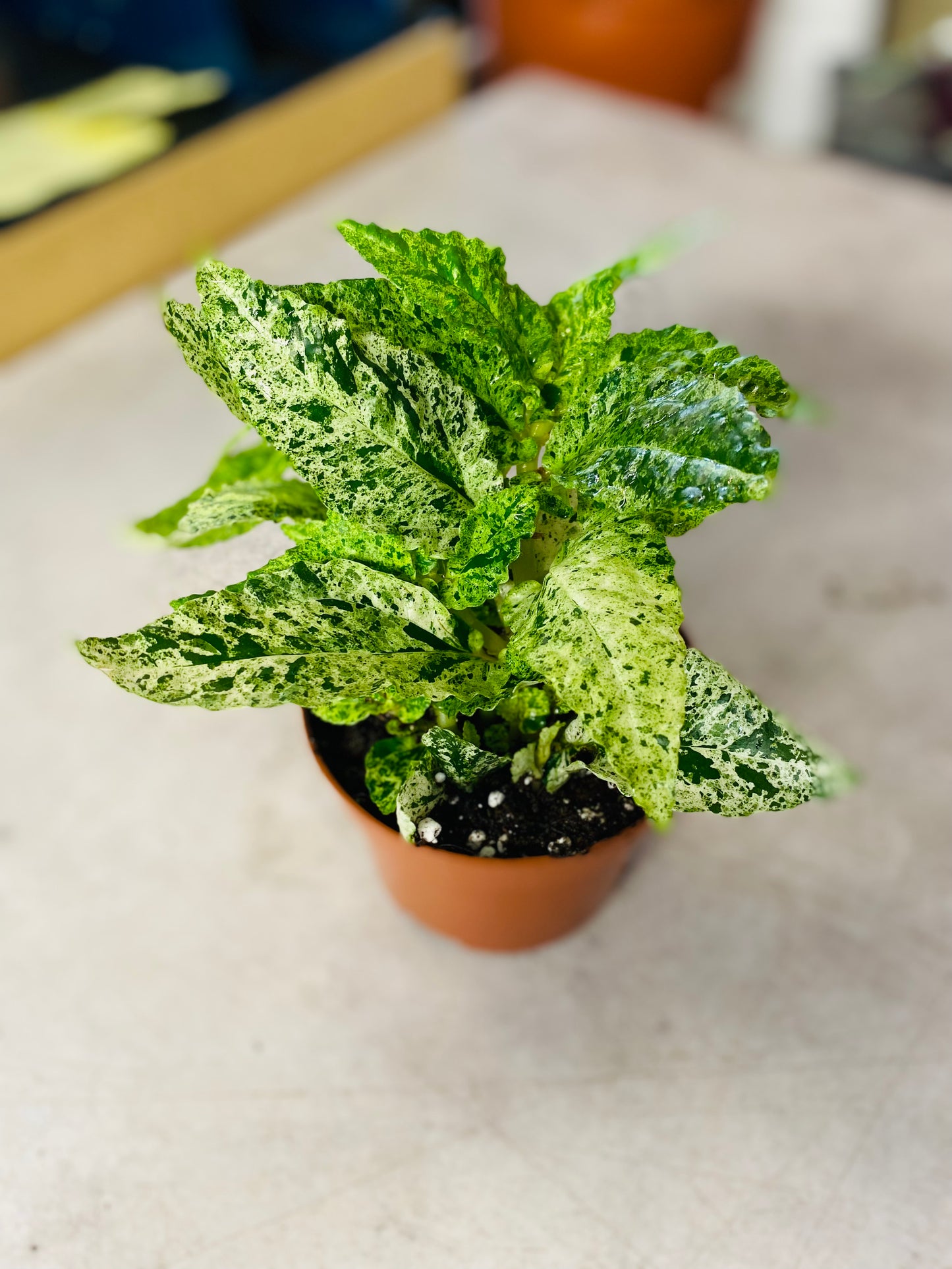 Pellionia Repens Variegata