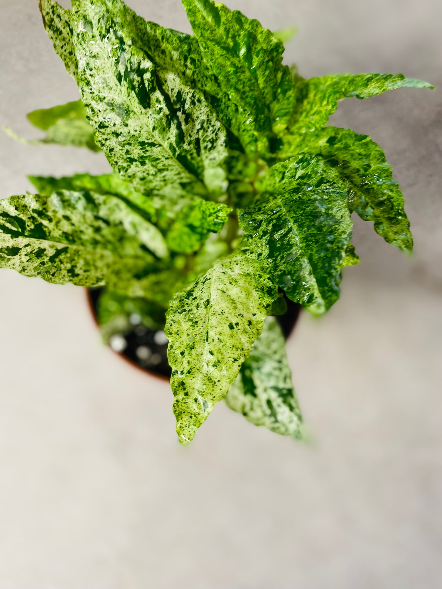 Pellionia Repens Variegata