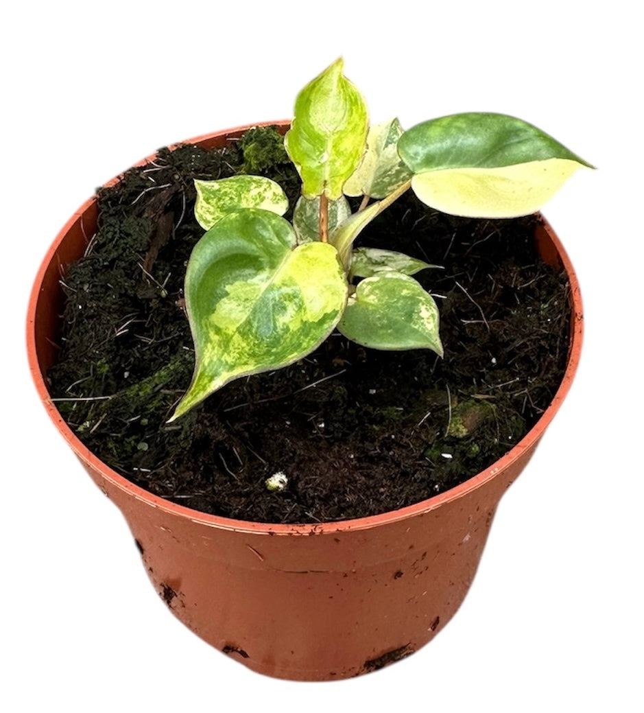 Philodendron Billietiae Variegata
