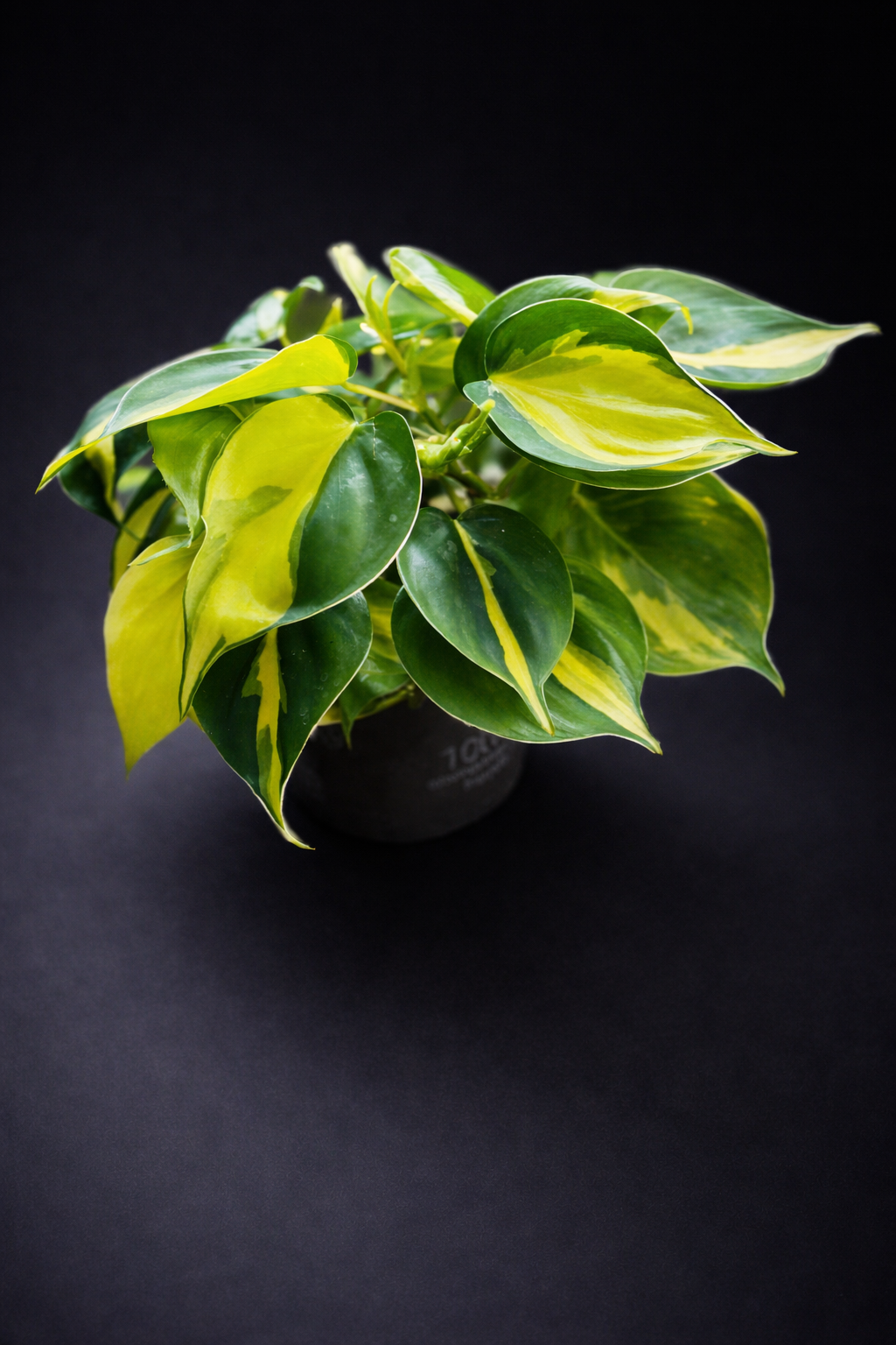 Philodendron Hederaceum Brasil