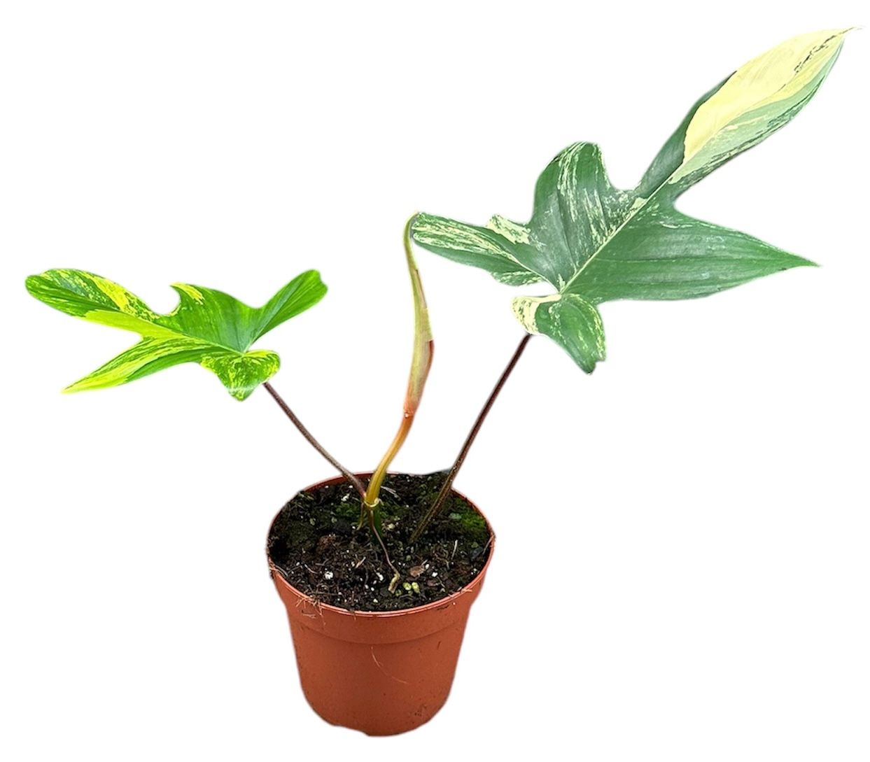 Philodendron Florida Beauty