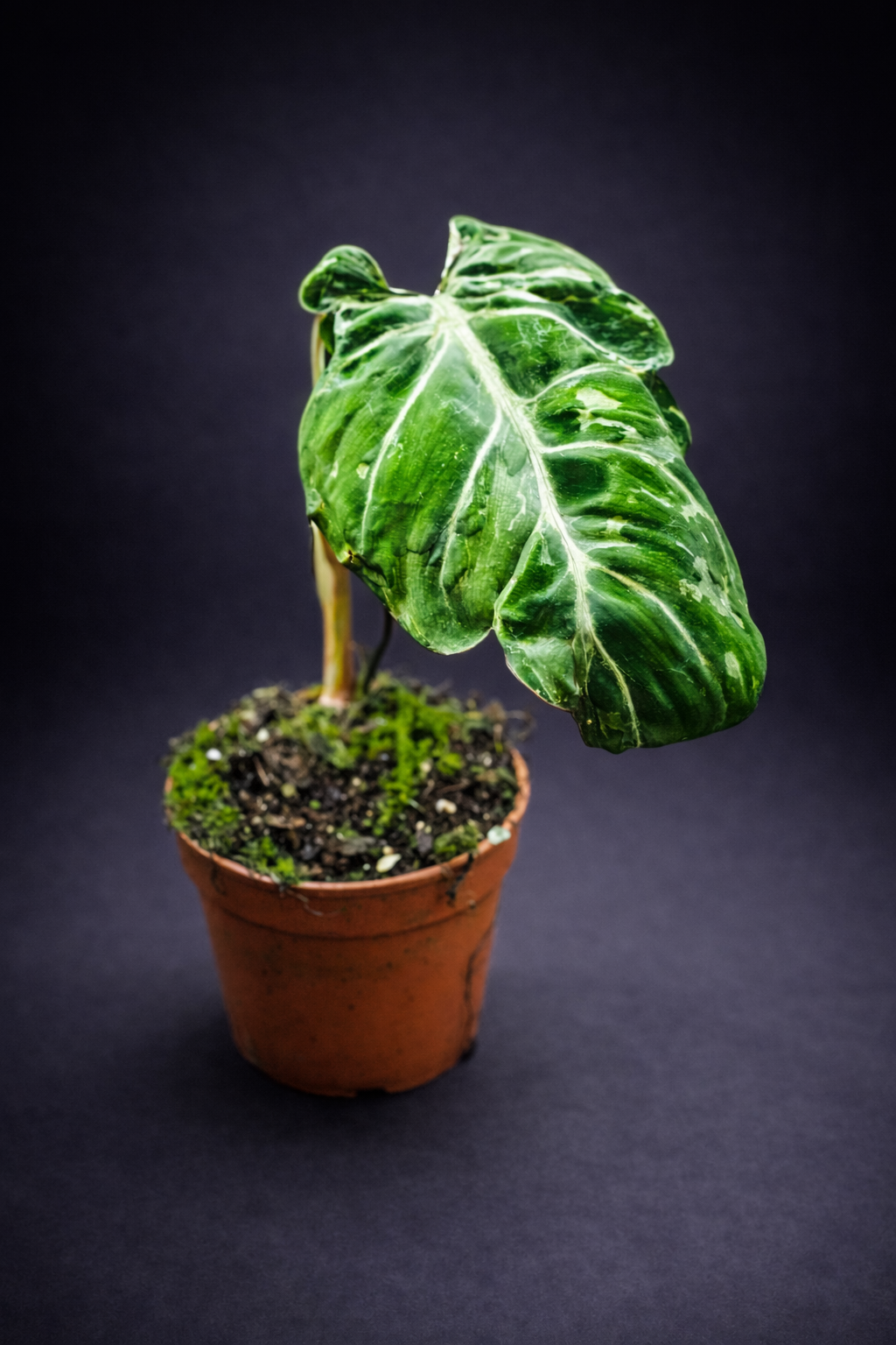 Philodendron Gloriosum Snow Leopard