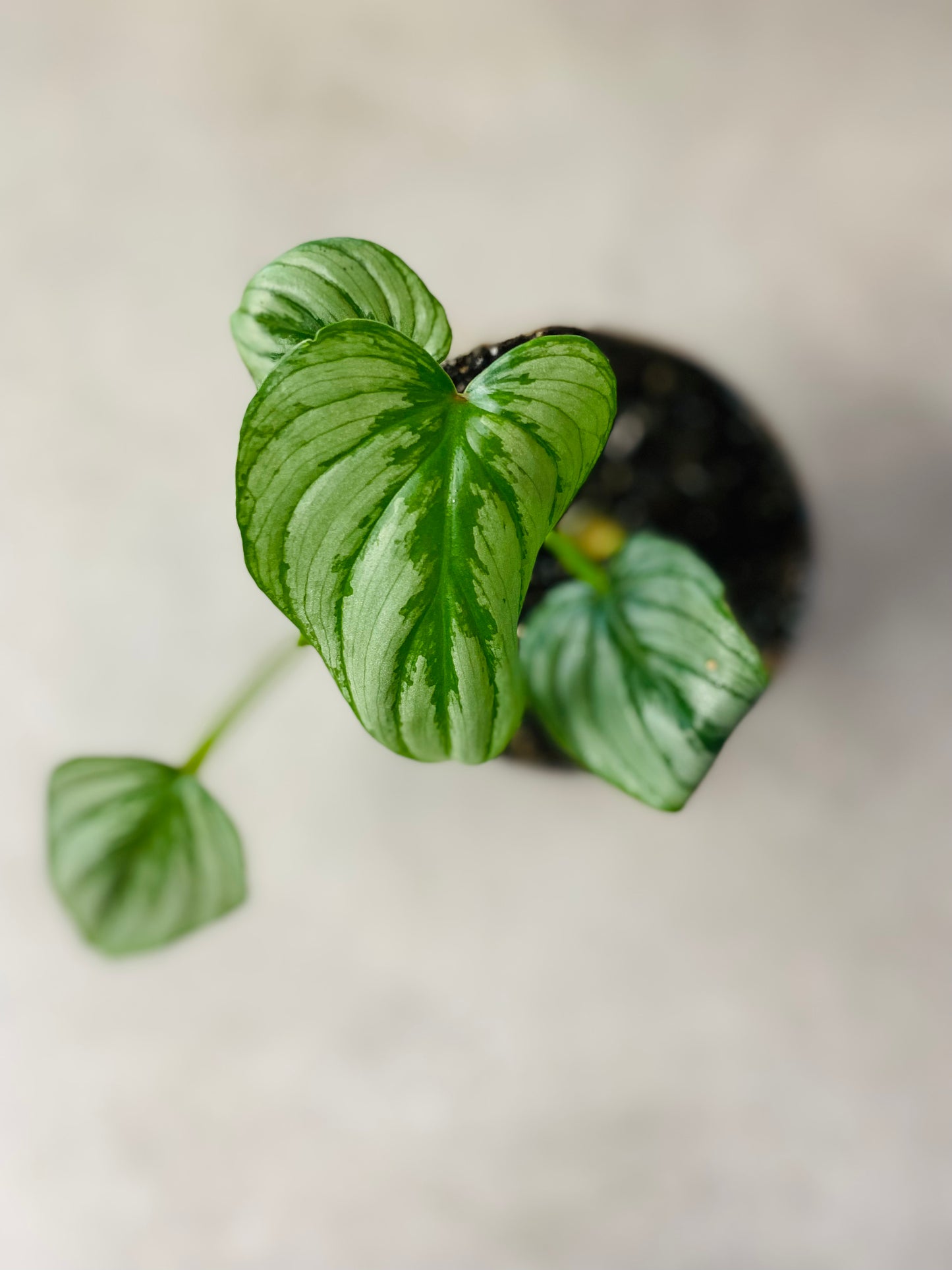 Philodendron Mamei