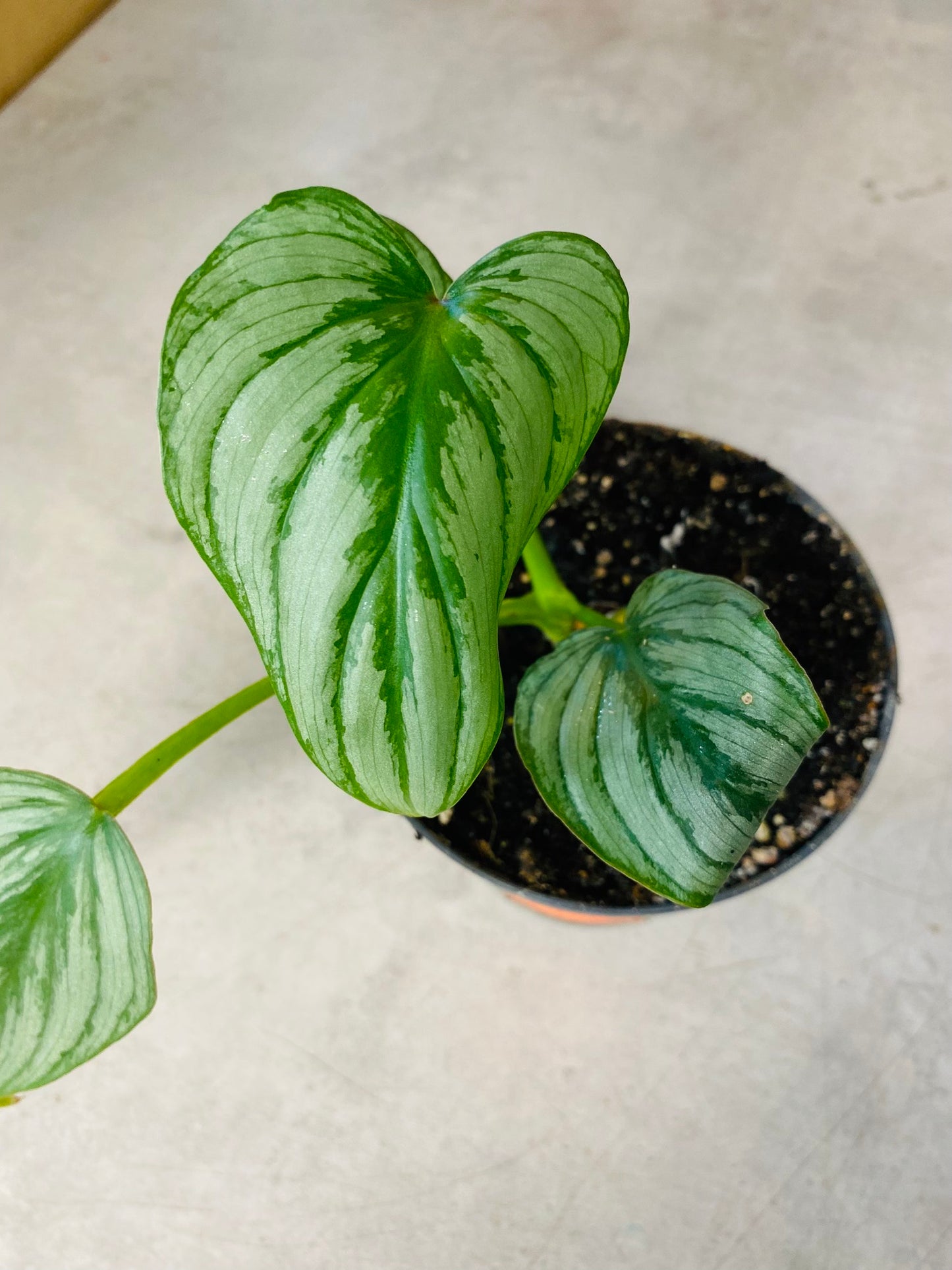 Philodendron Mamei