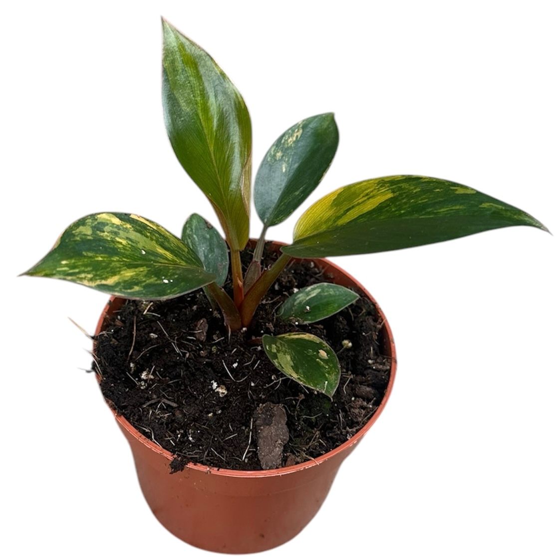 Philodendron Red Gongo Variegata