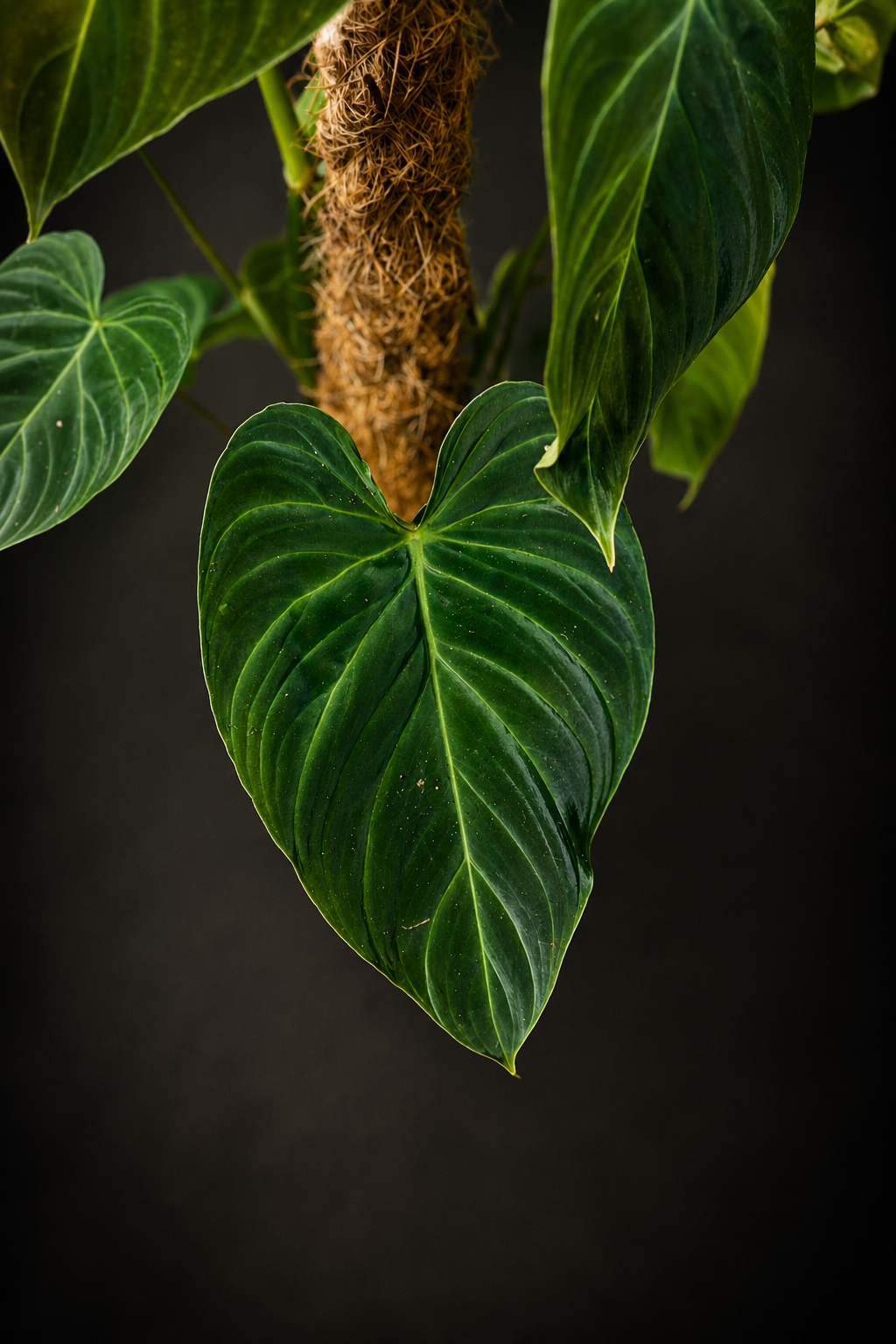 Philodendron Splendid - stikling