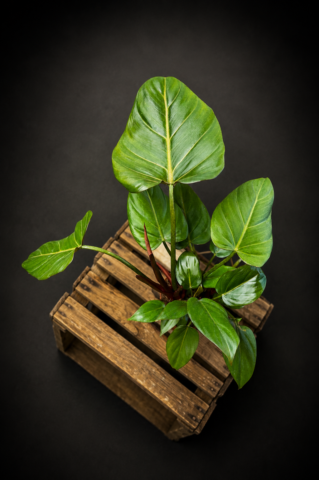 Philodendron Summer Glory