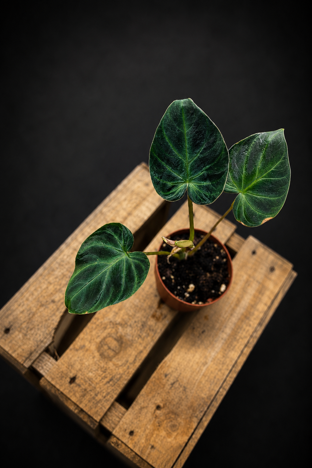 Philodendron Verrucosum