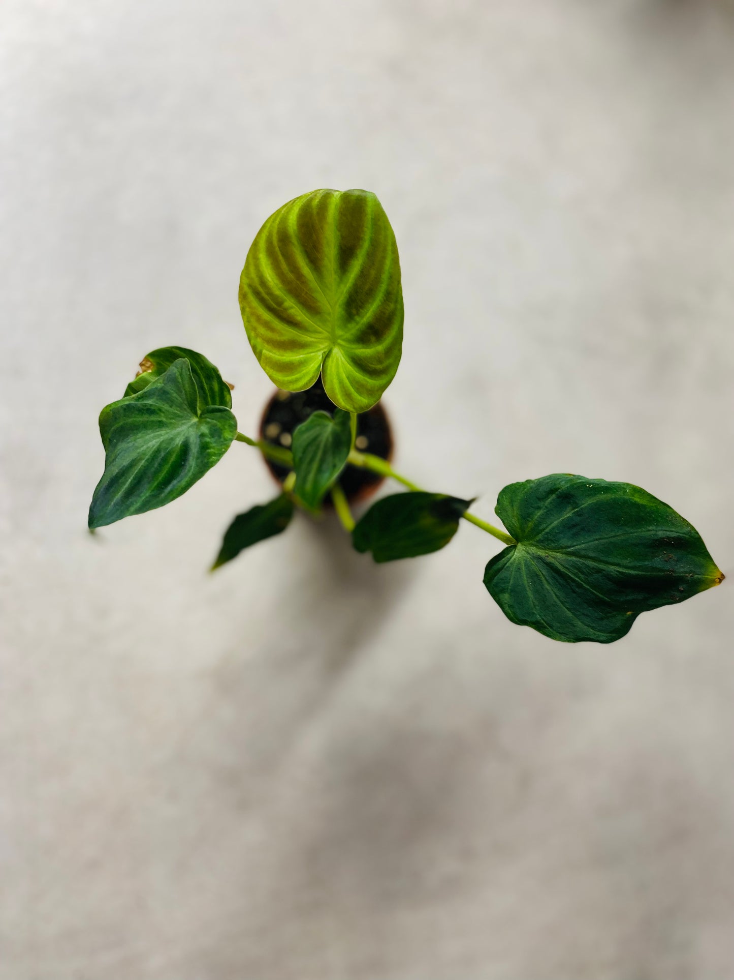 Philodendron Verrucosumi