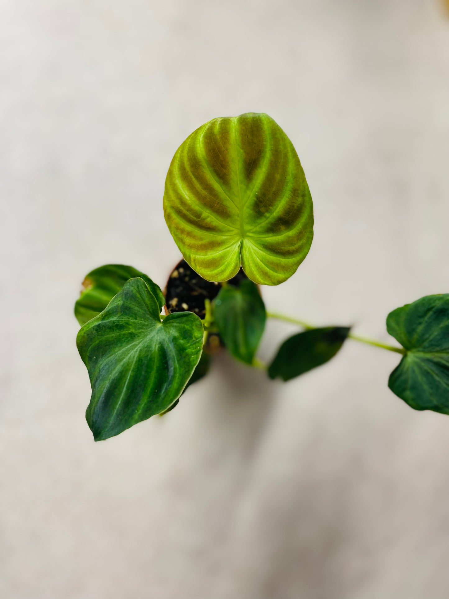 Philodendron Verrucosumi