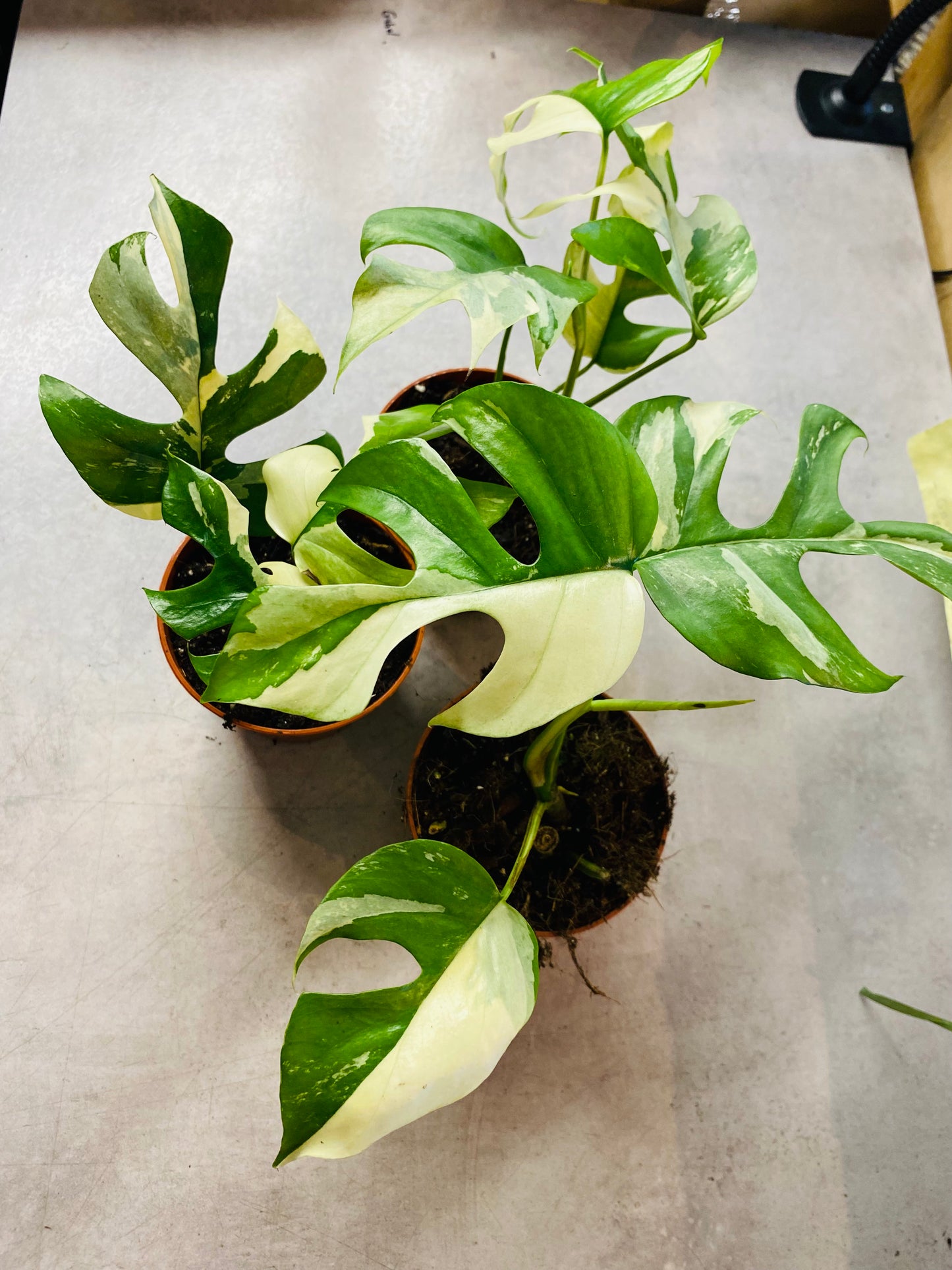 Rhaphidophora Tetrasperma Variegata