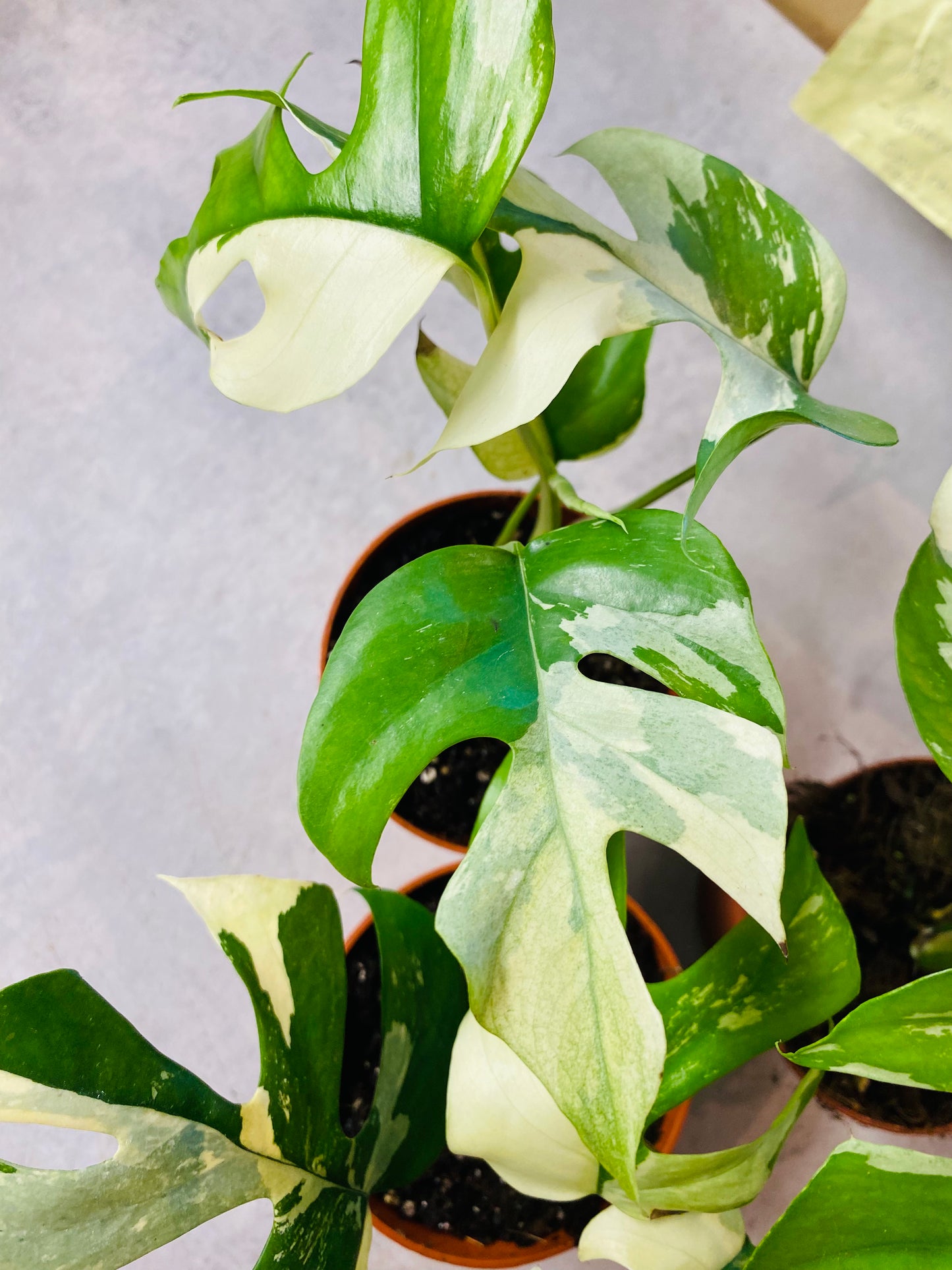 Rhaphidophora Tetrasperma Variegata
