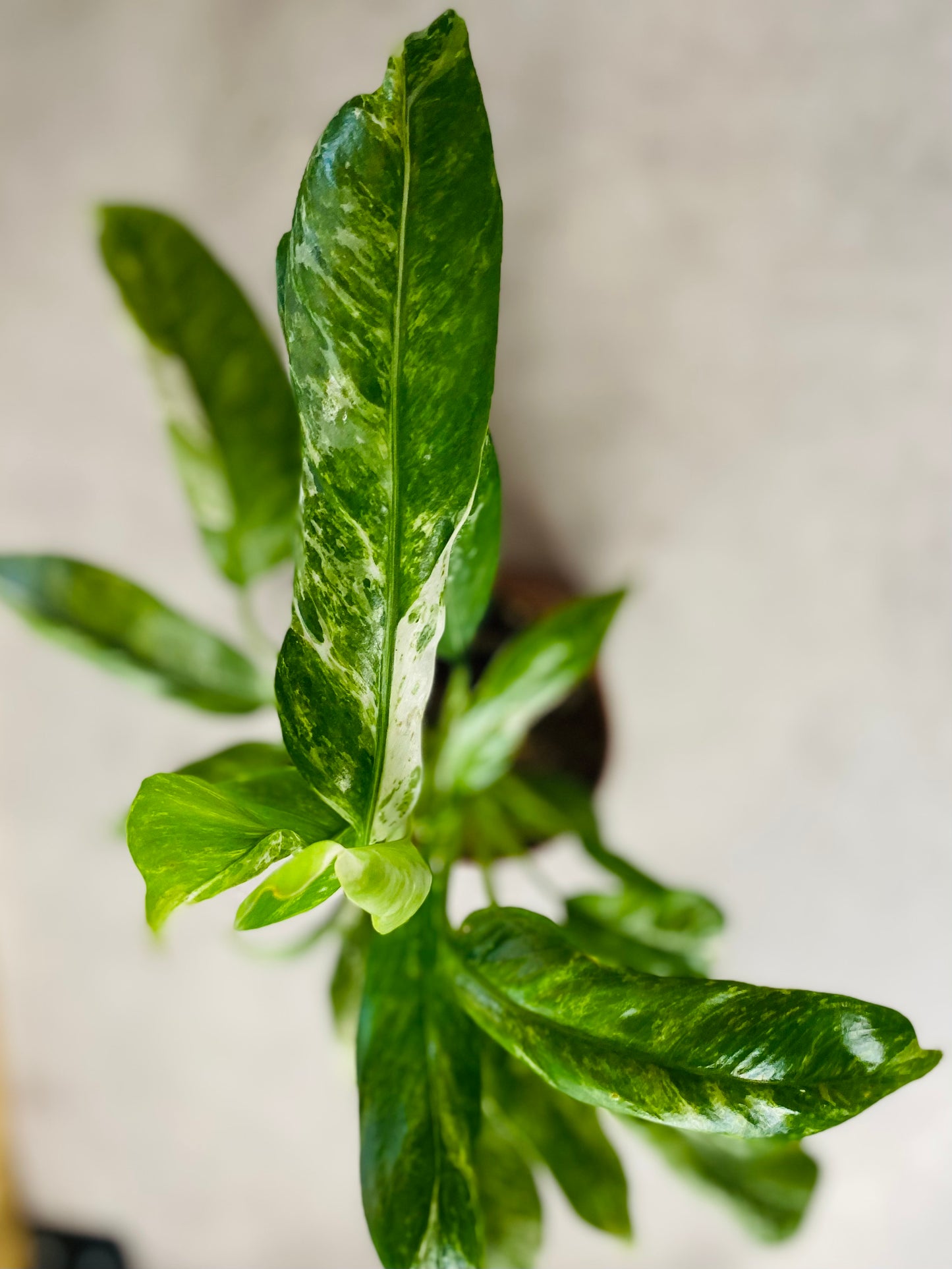 Rhaphidophora Puberula Variegata