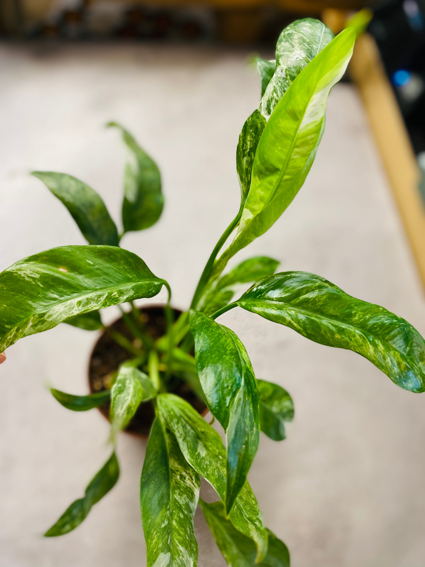 Rhaphidophora Puberula Variegata