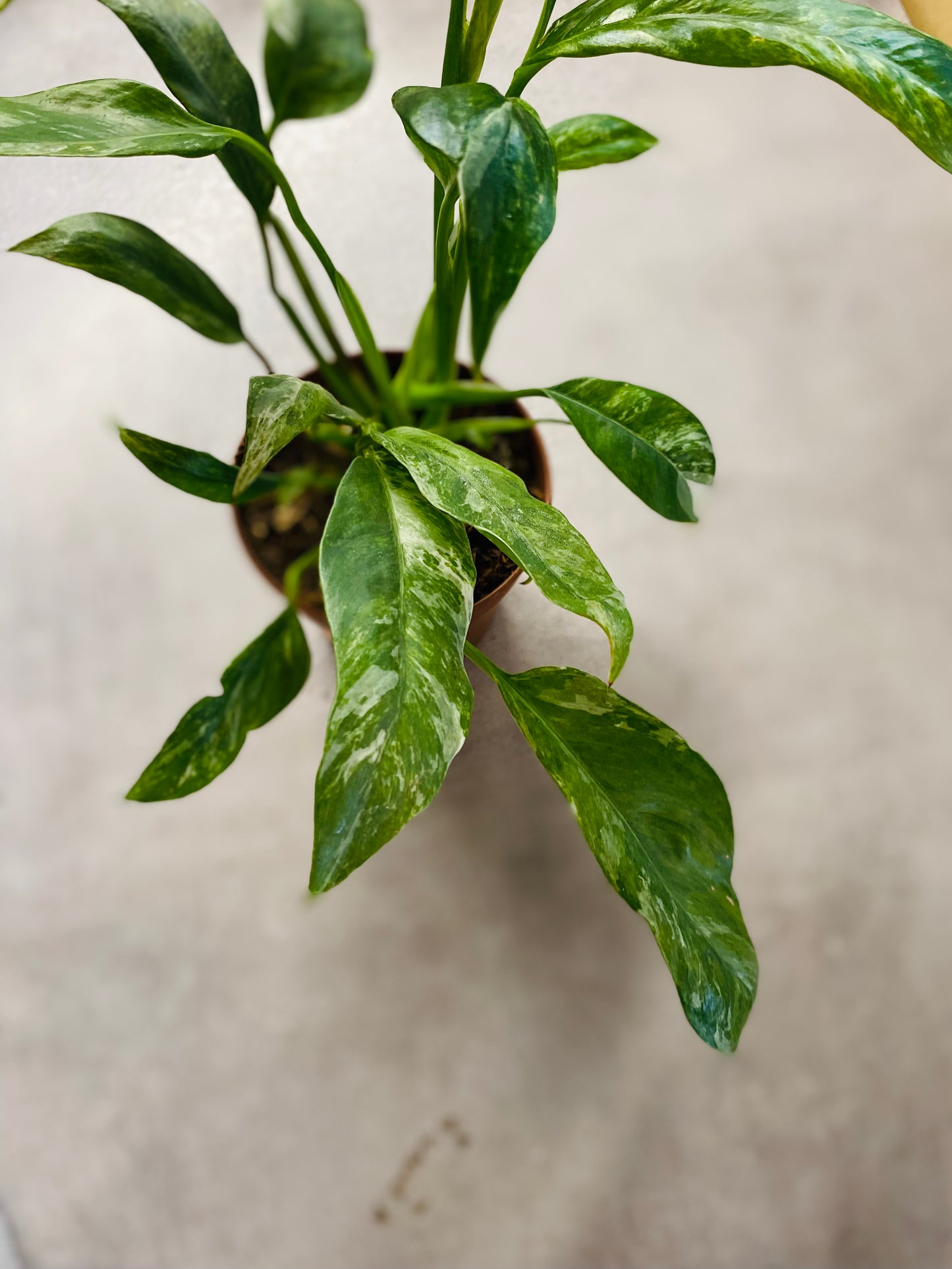 Rhaphidophora Puberula Variegata