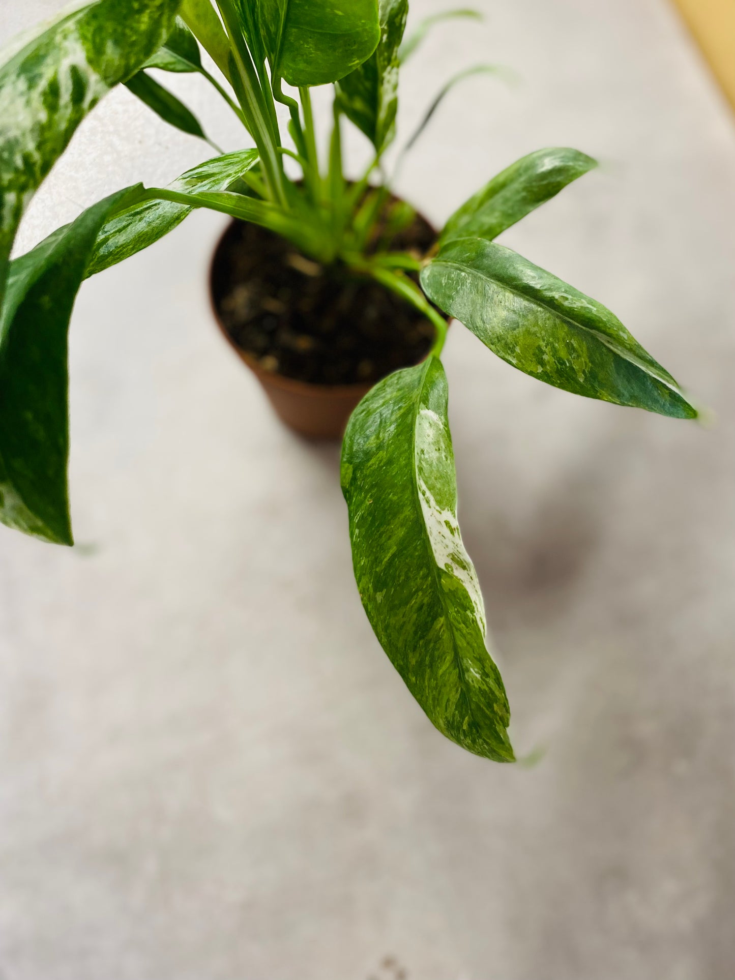 Rhaphidophora Puberula Variegata