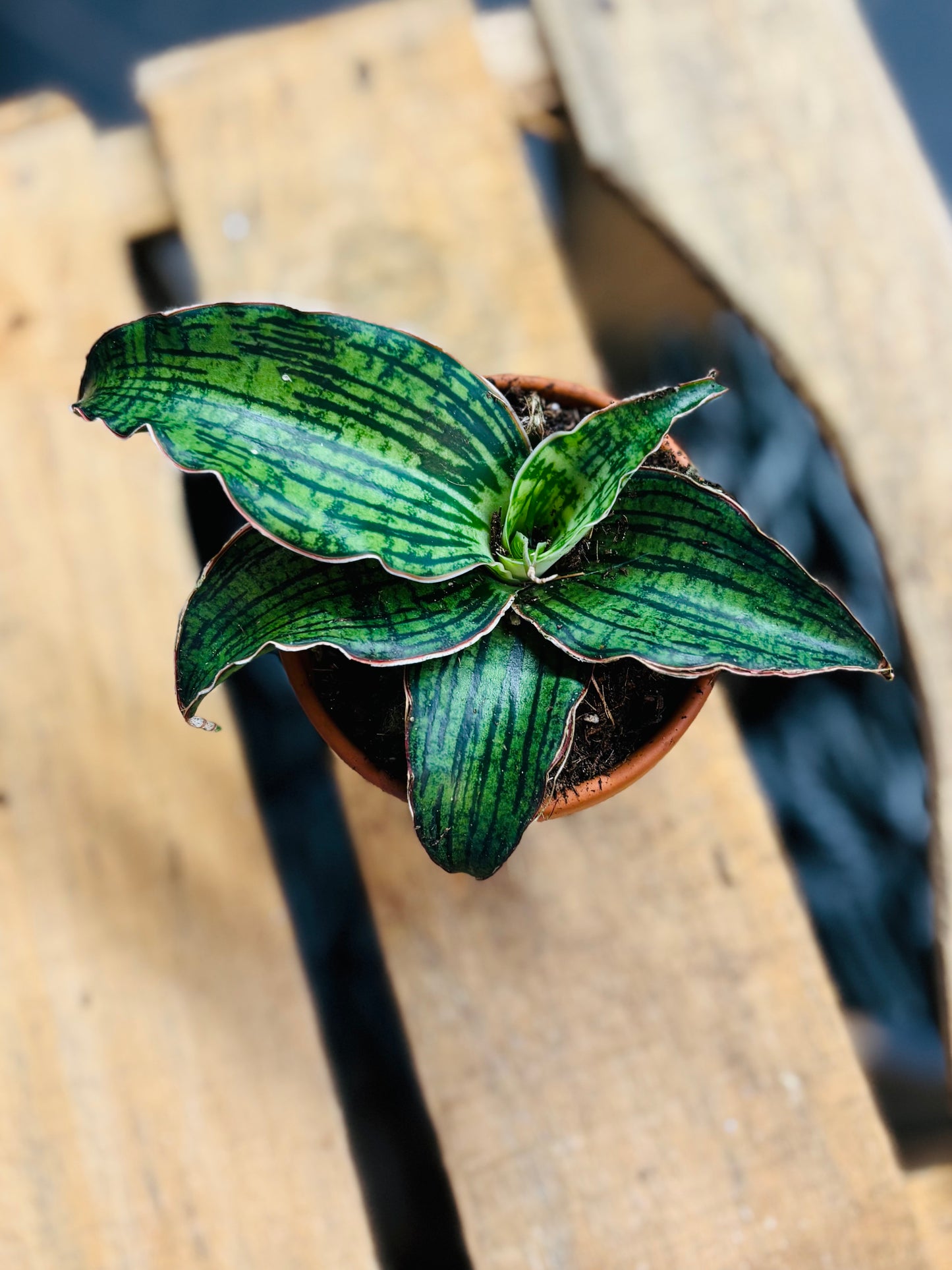 Sansevieria Cleopatra - 8 cm potte