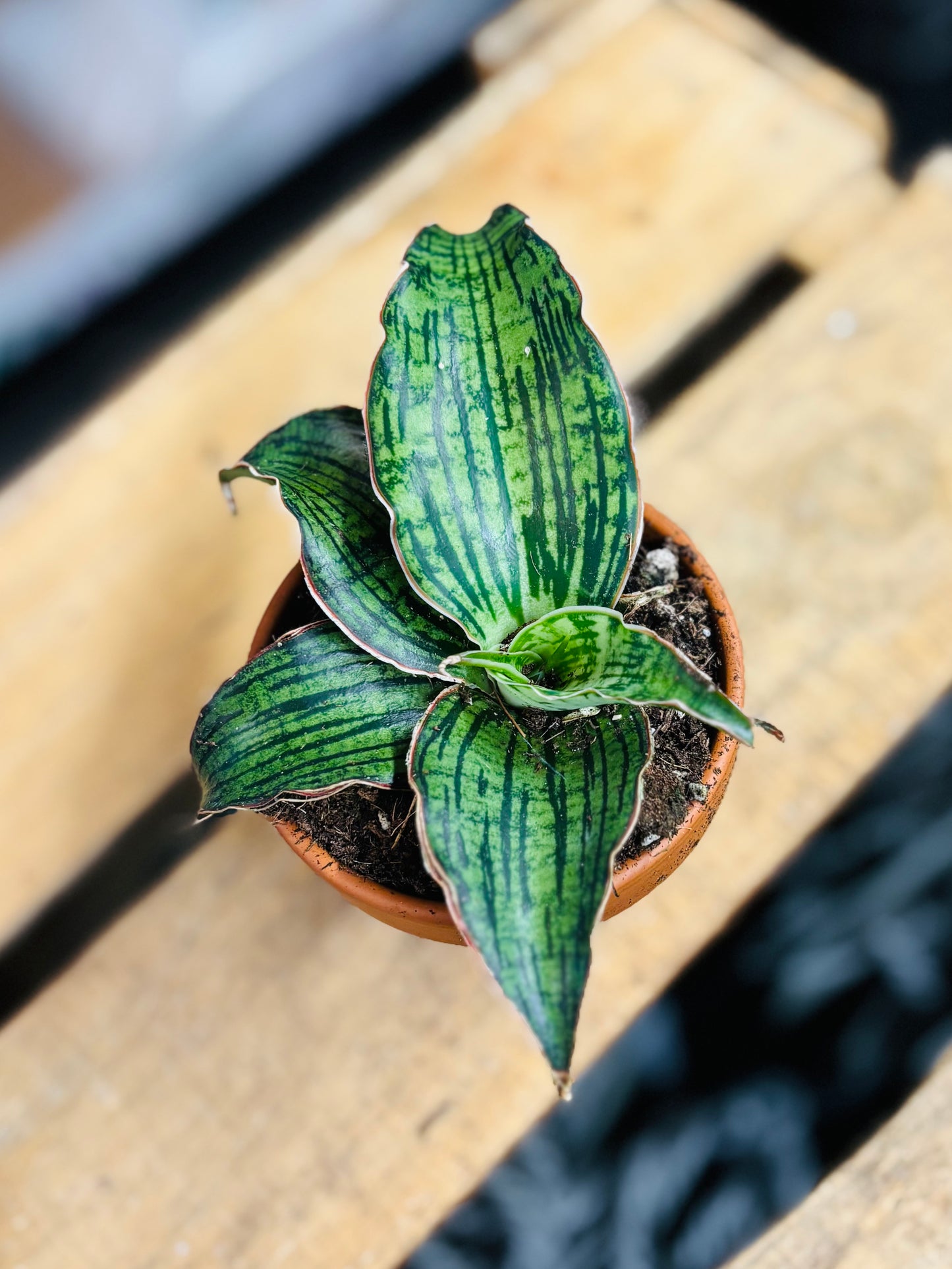 Sansevieria Cleopatra - 8 cm potte