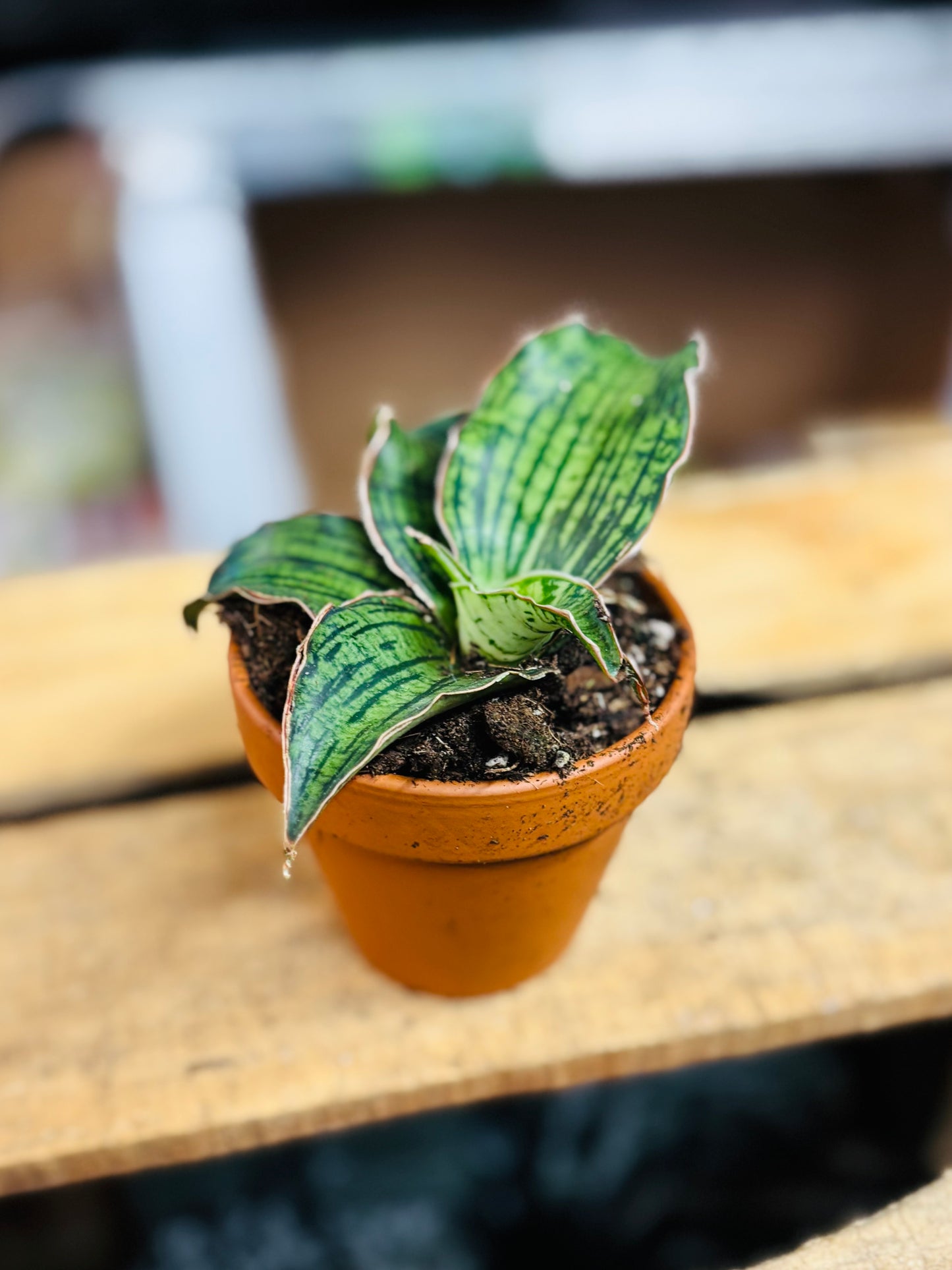 Sansevieria Cleopatra - 8 cm potte