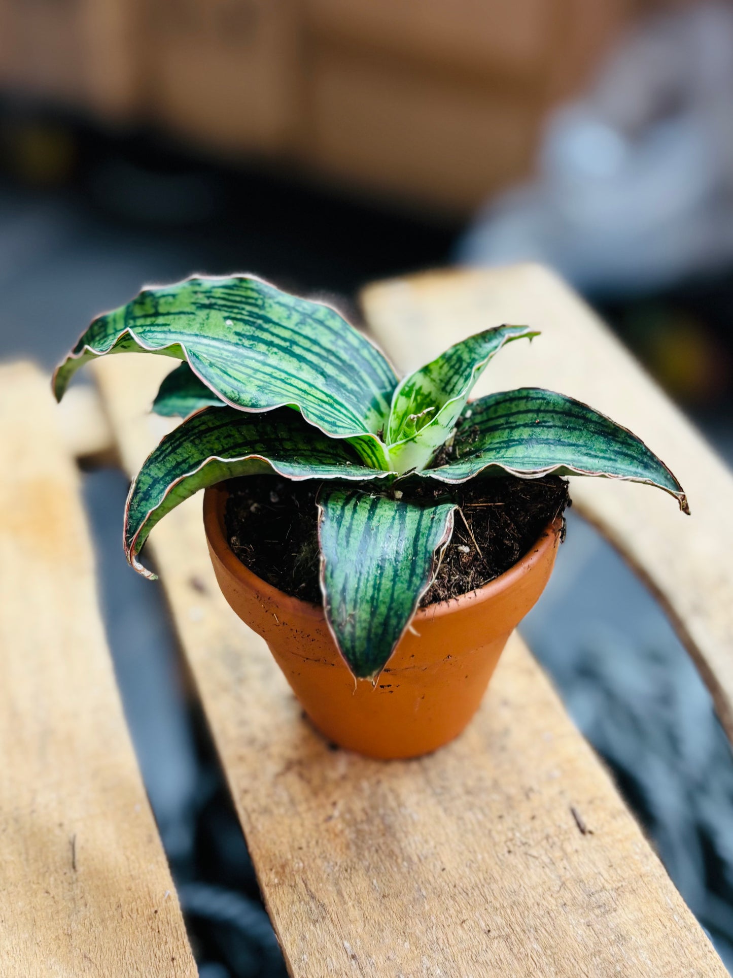Sansevieria Cleopatra - 8 cm potte
