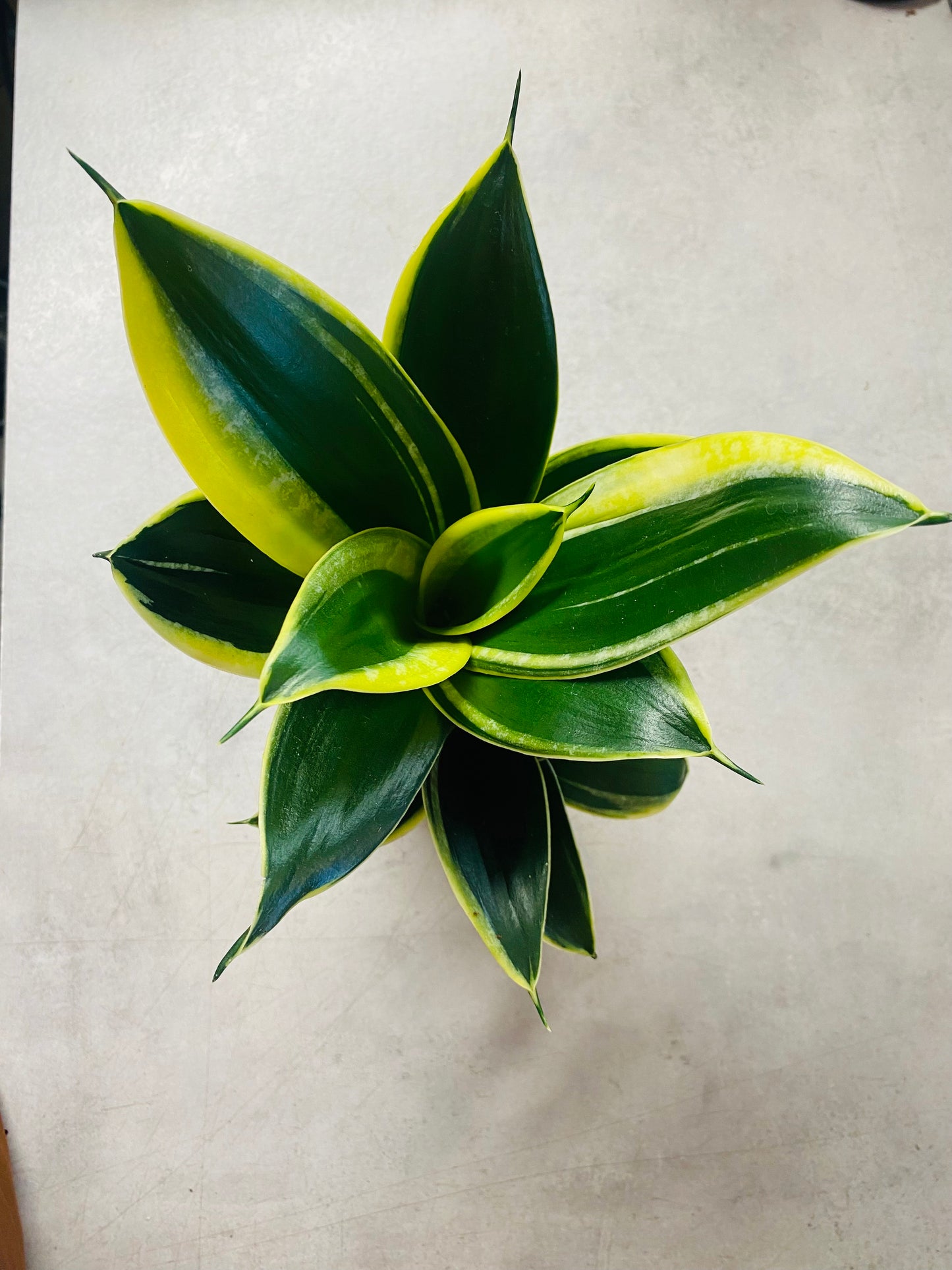 Sanservieria Hahnii Pagoda