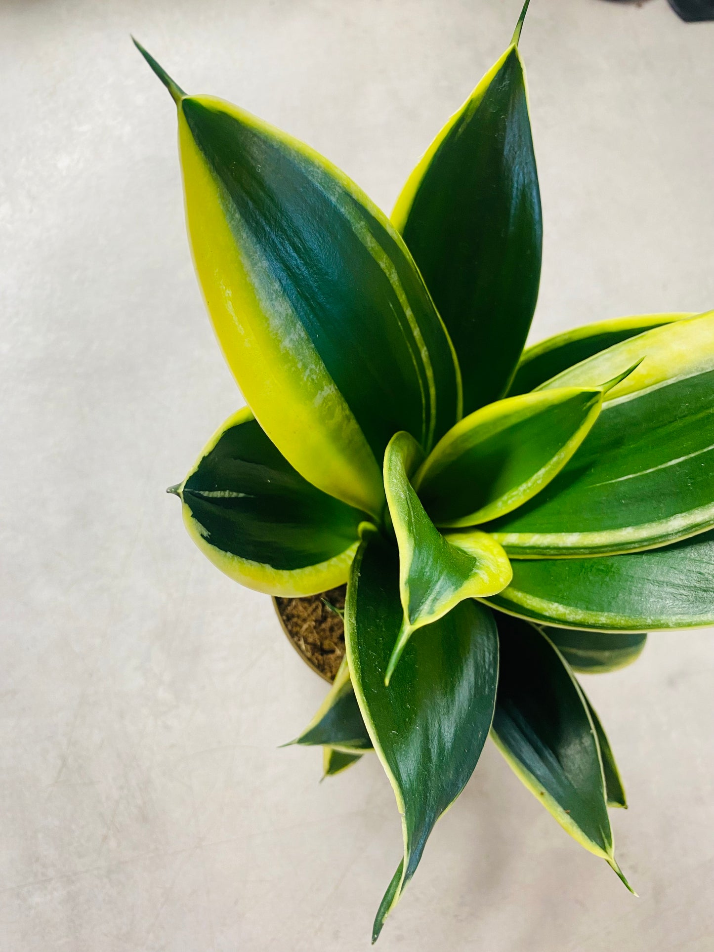 Sanservieria Hahnii Pagoda