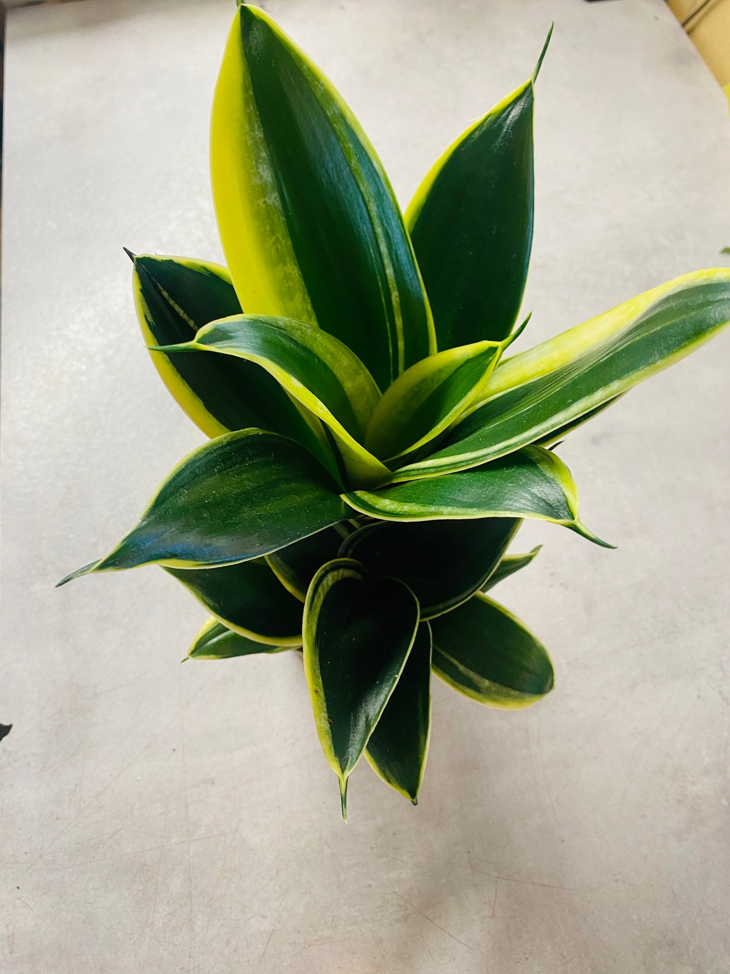 Sanservieria Hahnii Pagoda