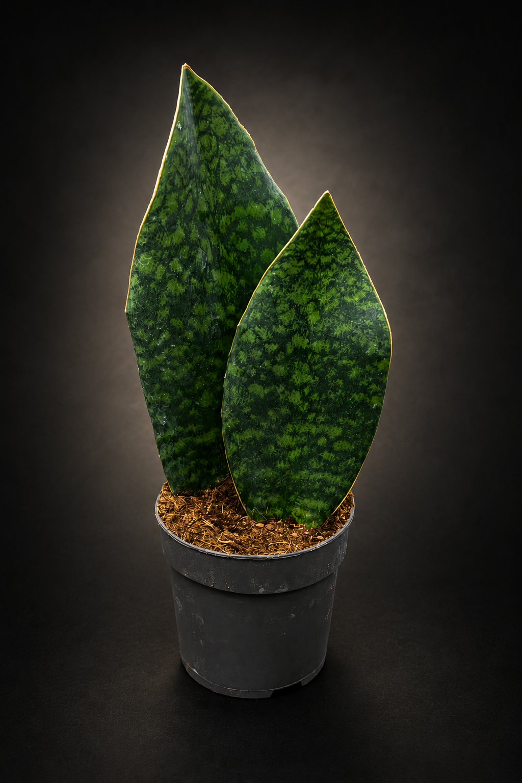 Sansevieria Masoniana