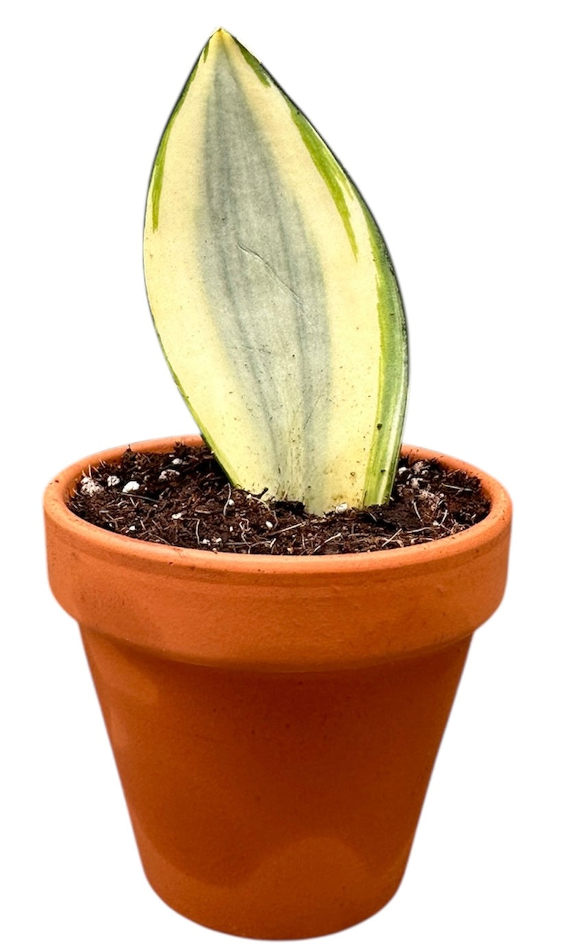 Sansevieria Moonshine Splash