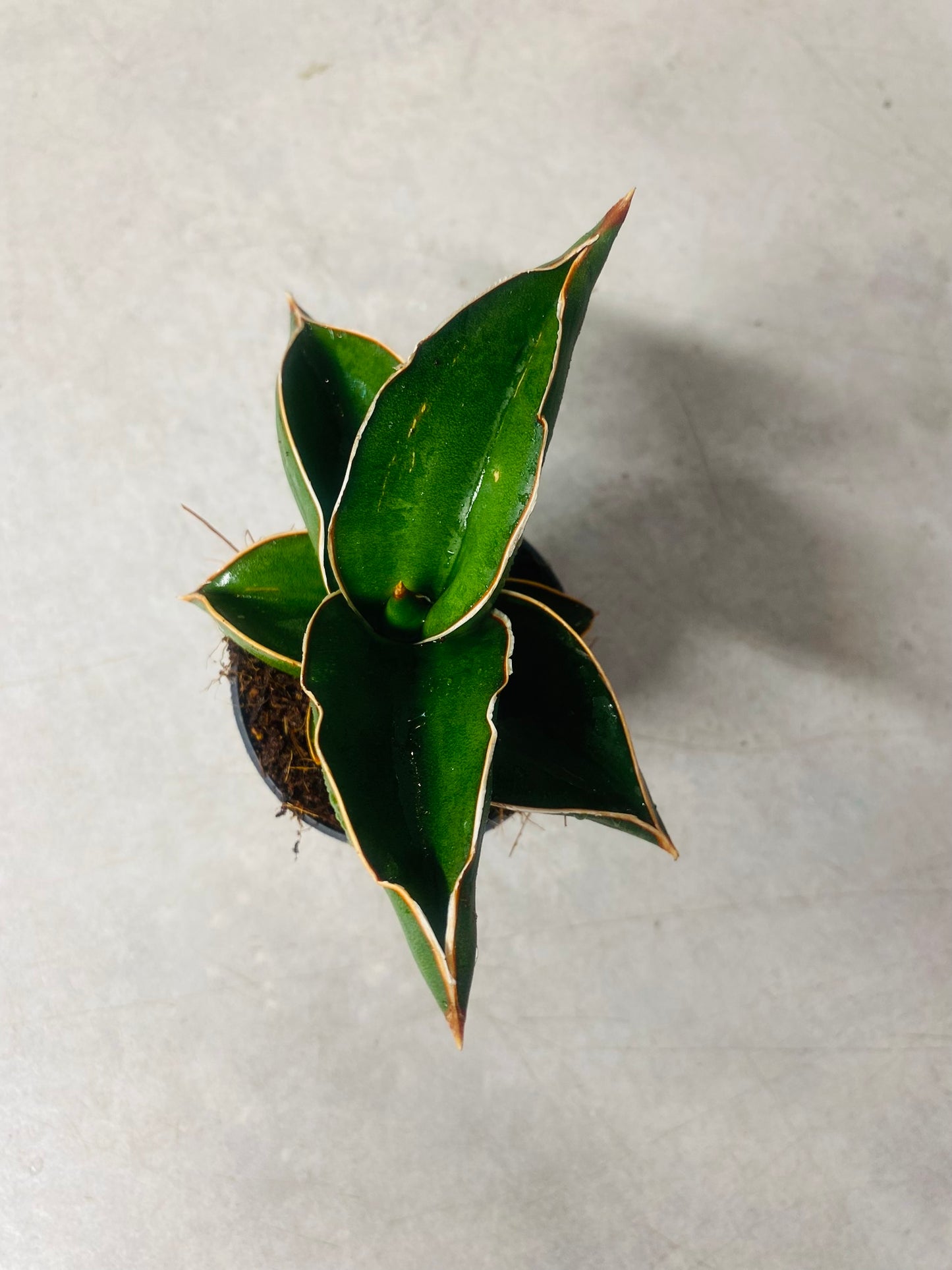 Sansevieria Samurai Dwarf