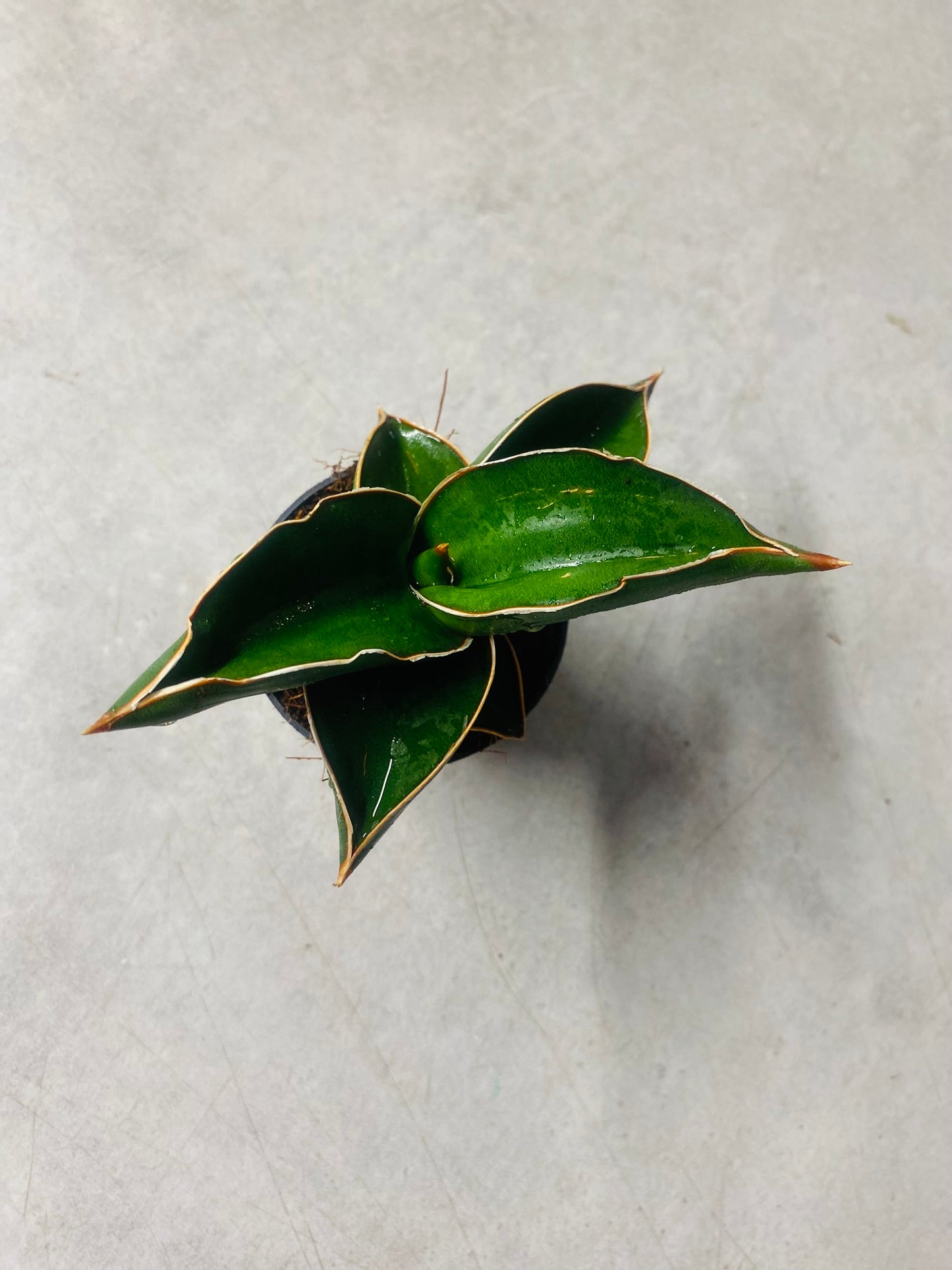 Sansevieria Samurai Dwarf