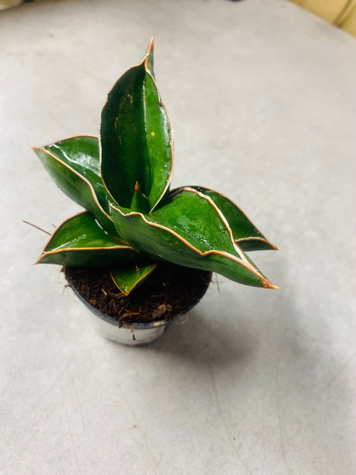 Sansevieria Samurai Dwarf
