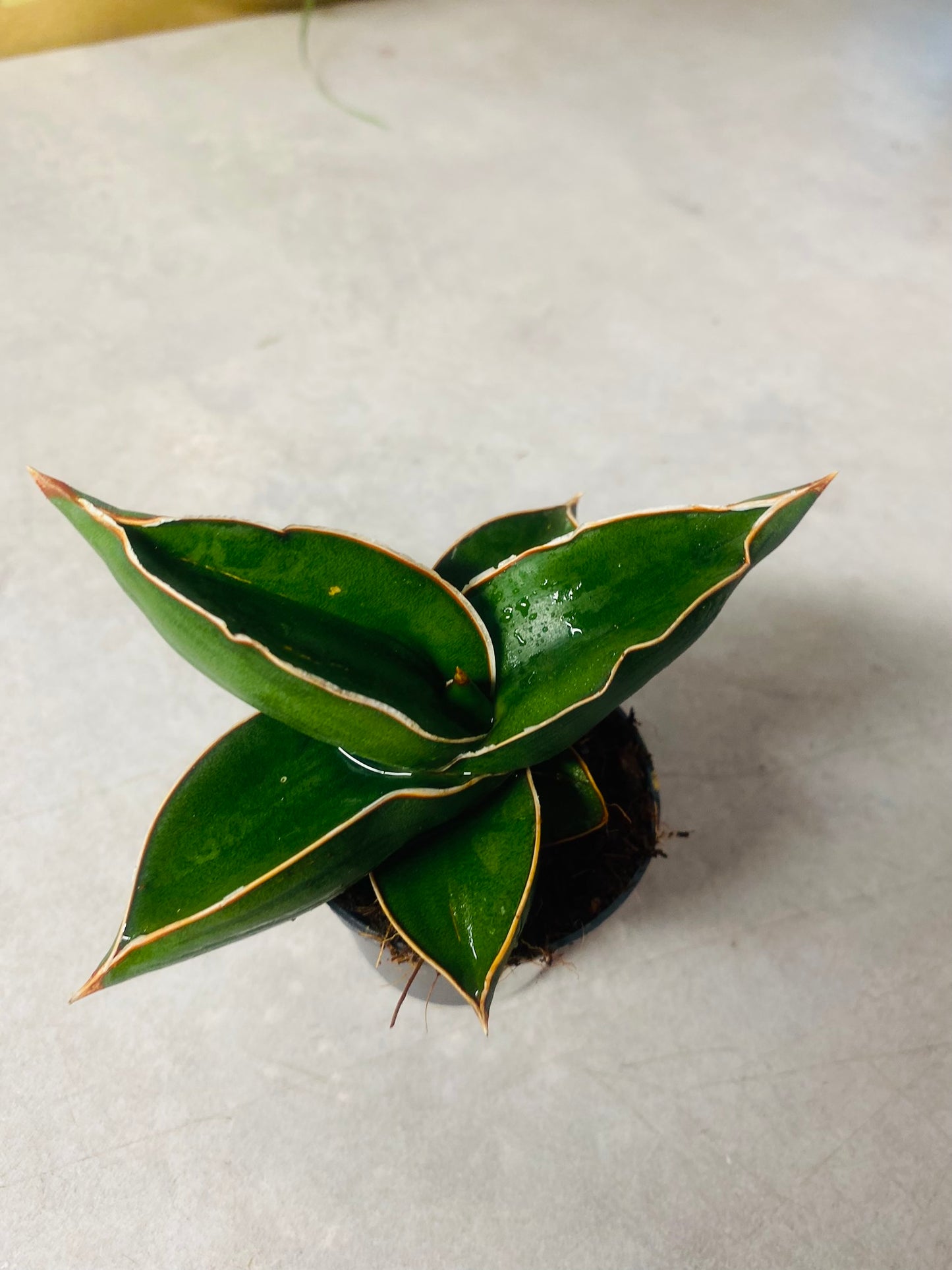 Sansevieria Samurai Dwarf