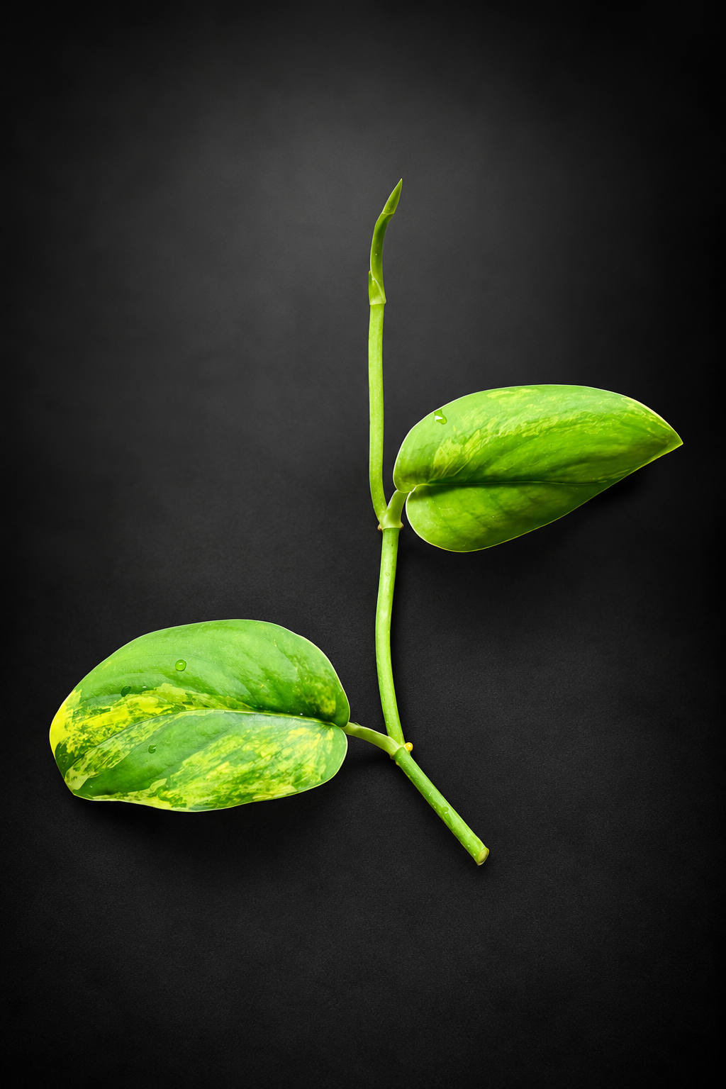 Scindapsus Jade Satin Aurea - Topp stikling