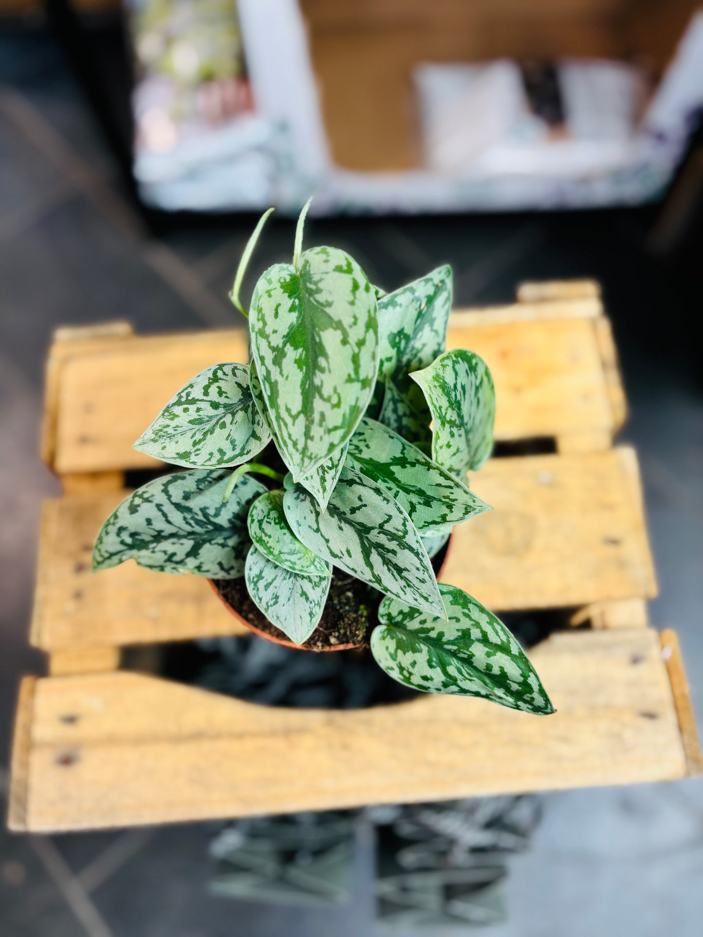 Scindapsus Silver Lady