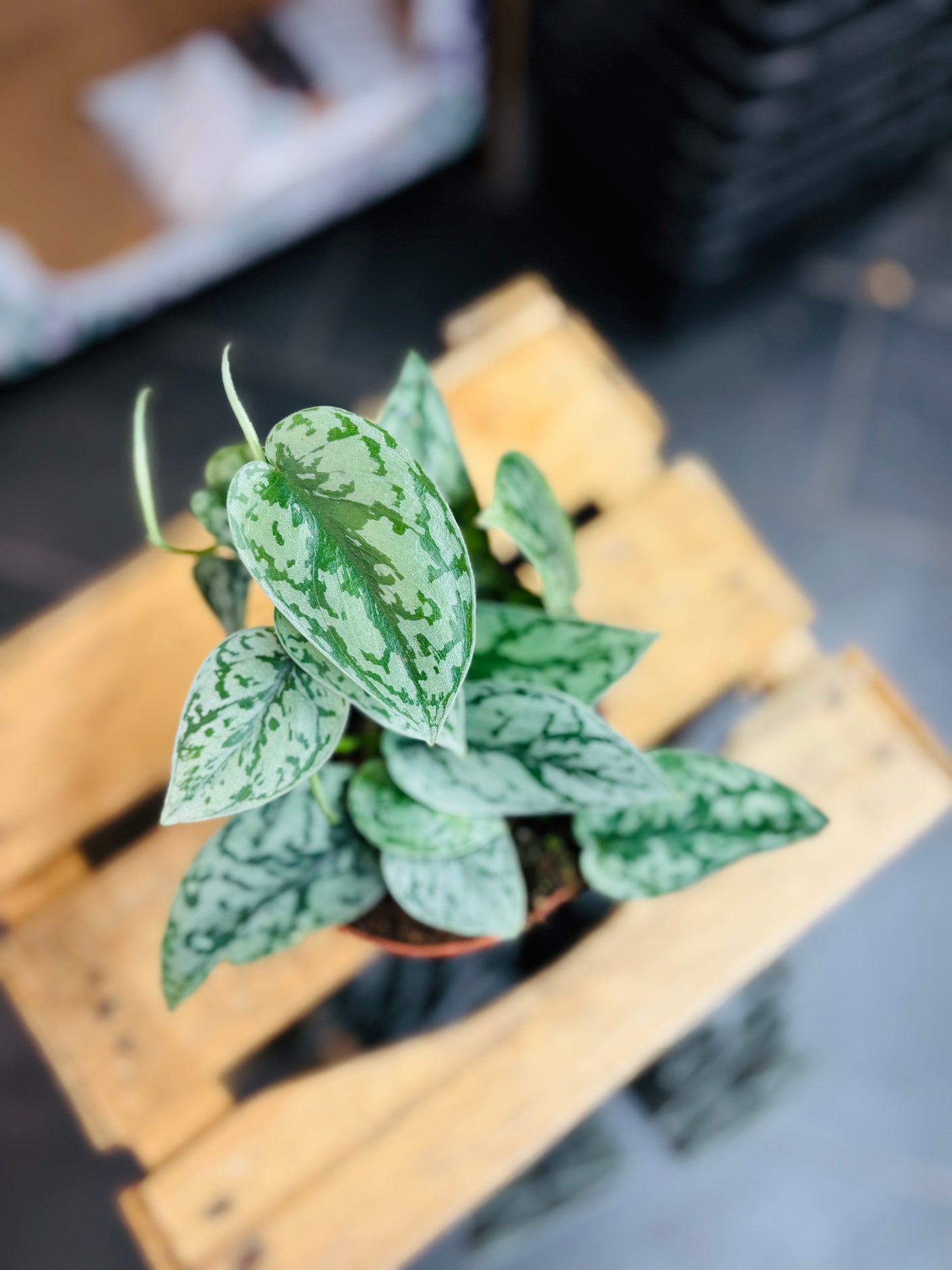 Scindapsus Silver Lady