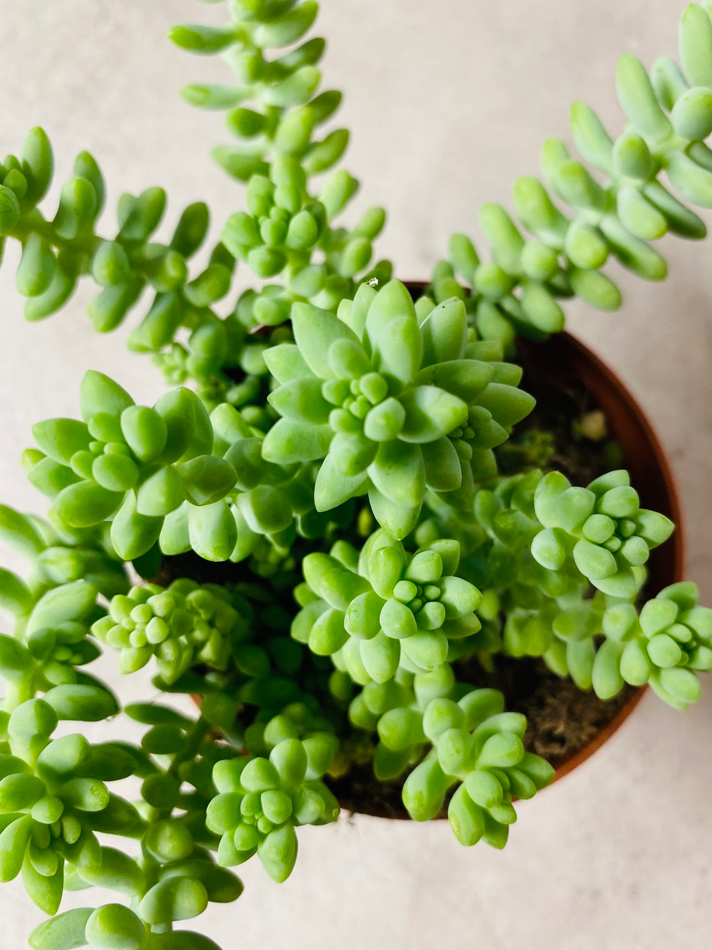 Sedum Burrito