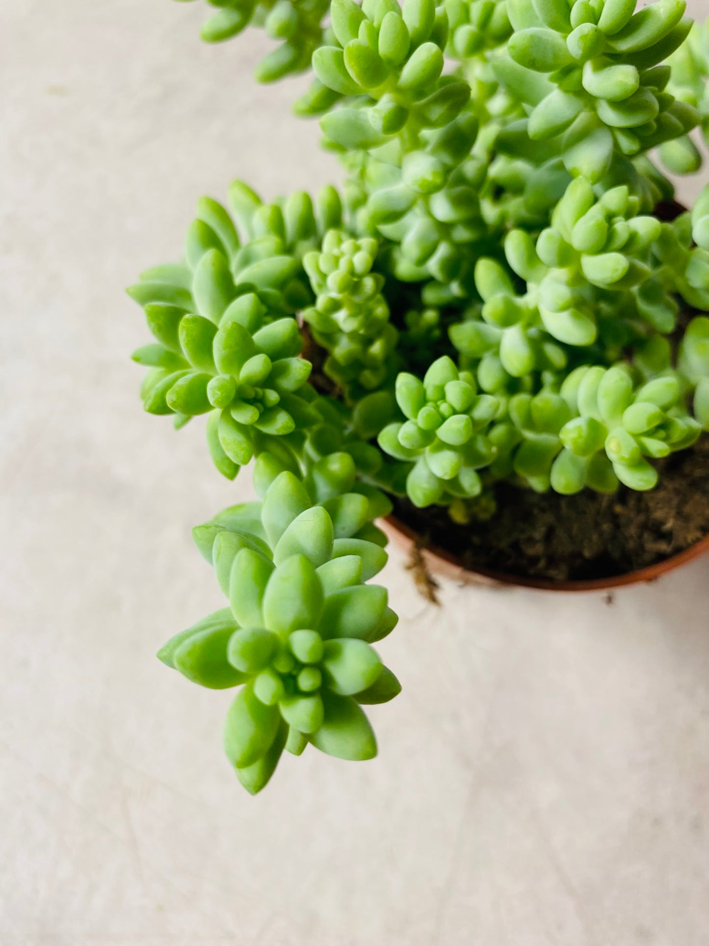 Sedum Burrito