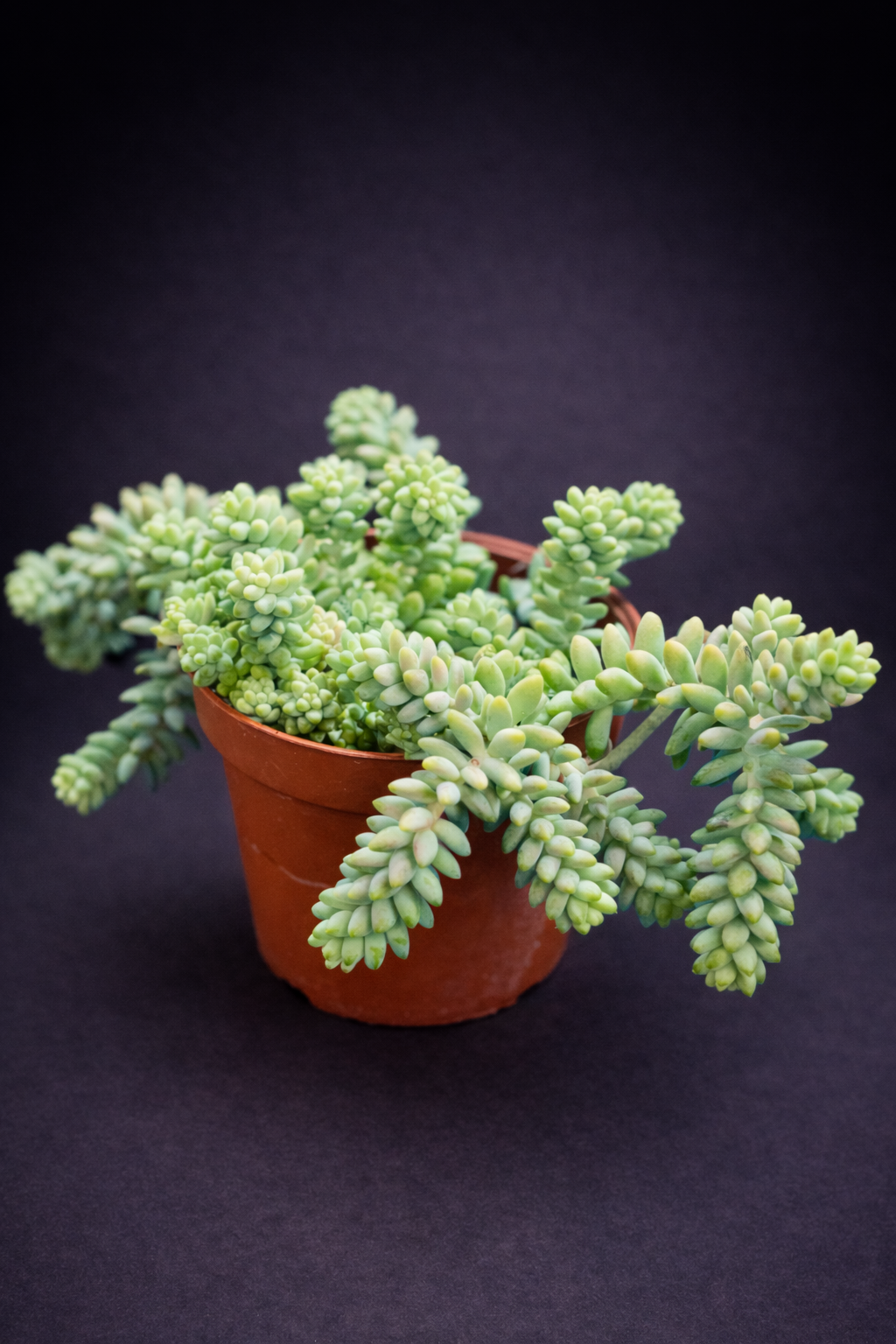 Sedum Burrito