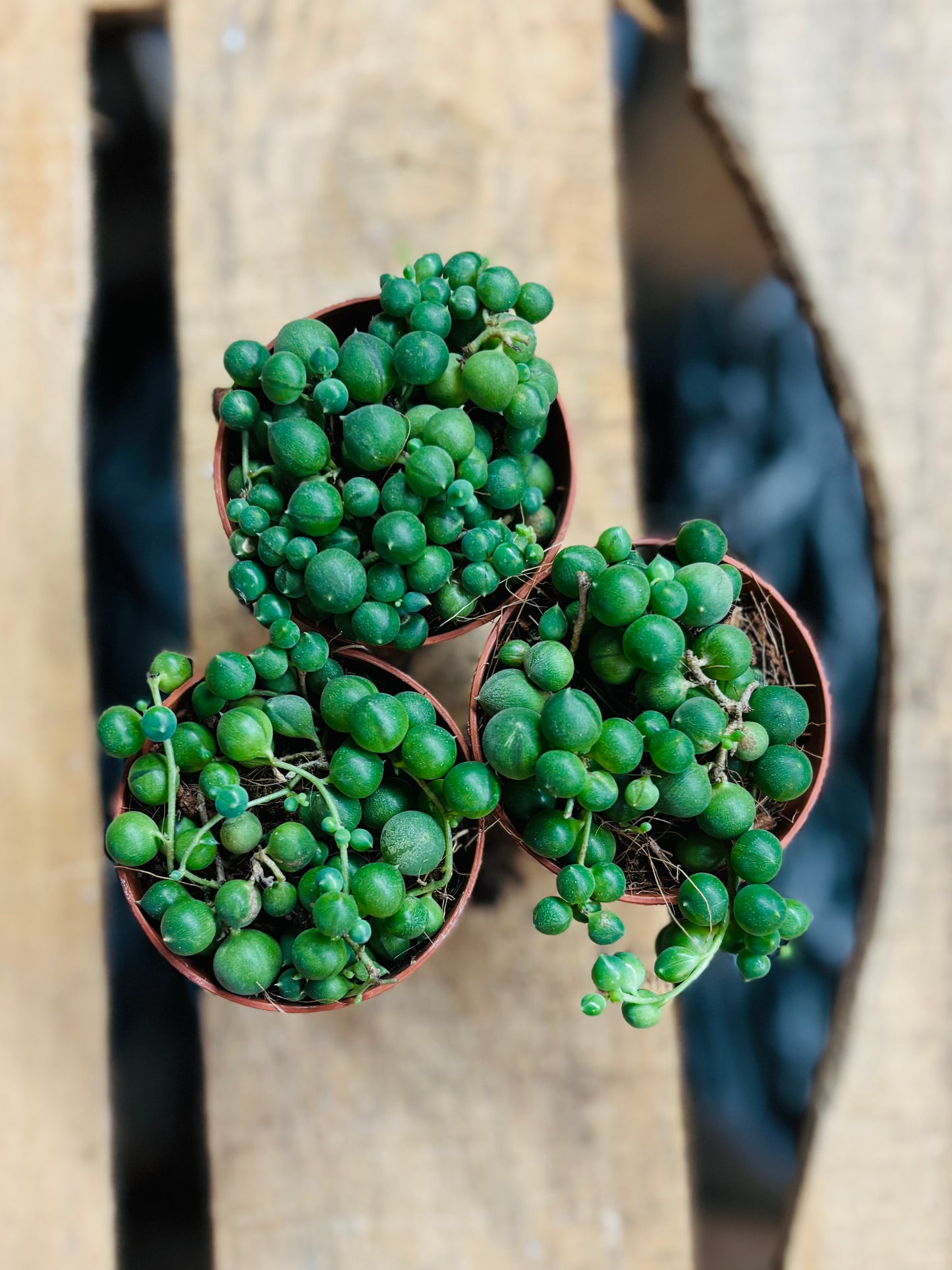 Senecio Rowleyanus - String of Pearls