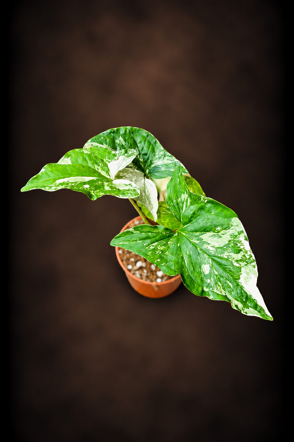Syngonium Podophyllum Albo Variegata