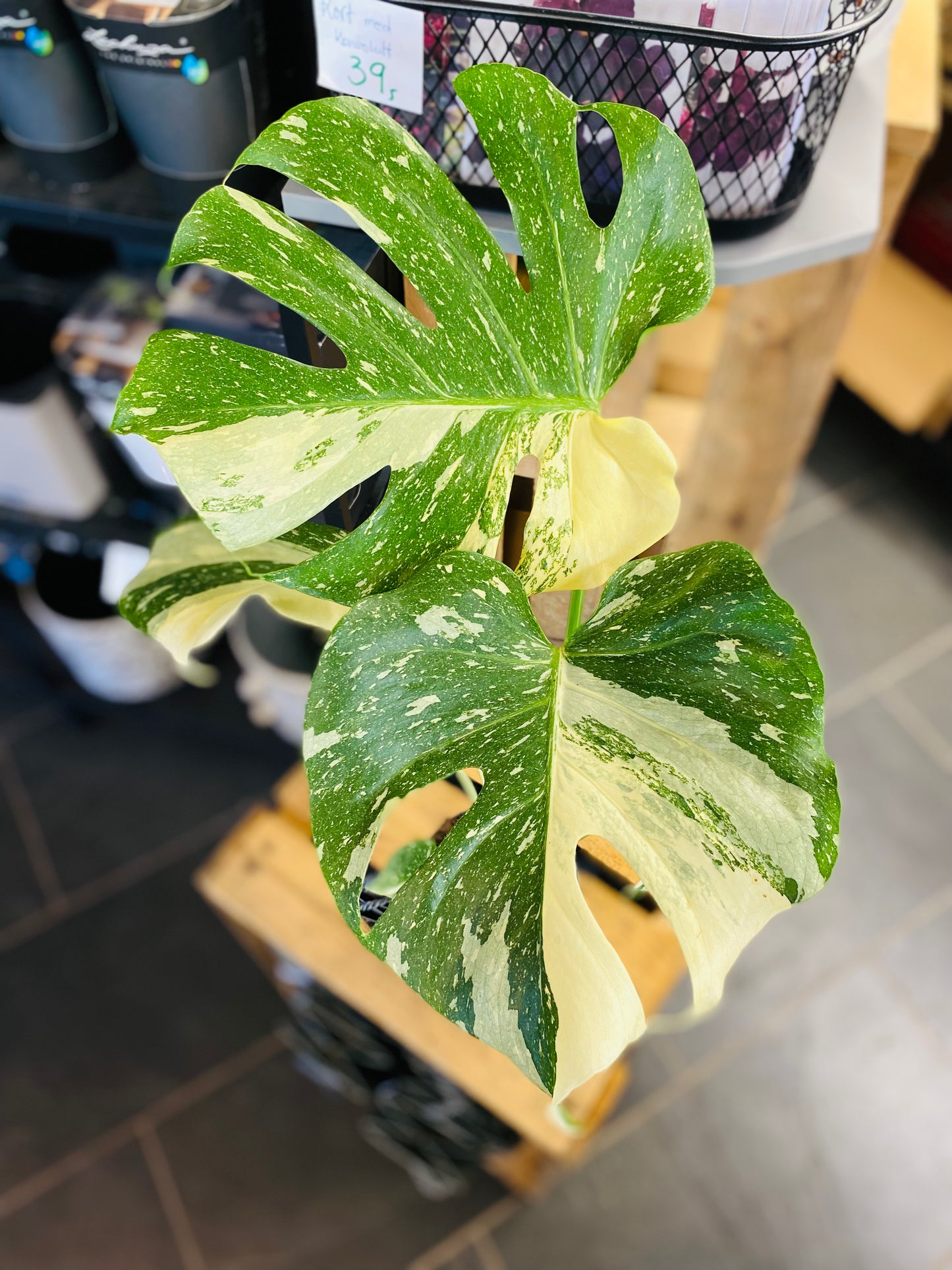 Monstera Thai Constellation - 12 cm potte