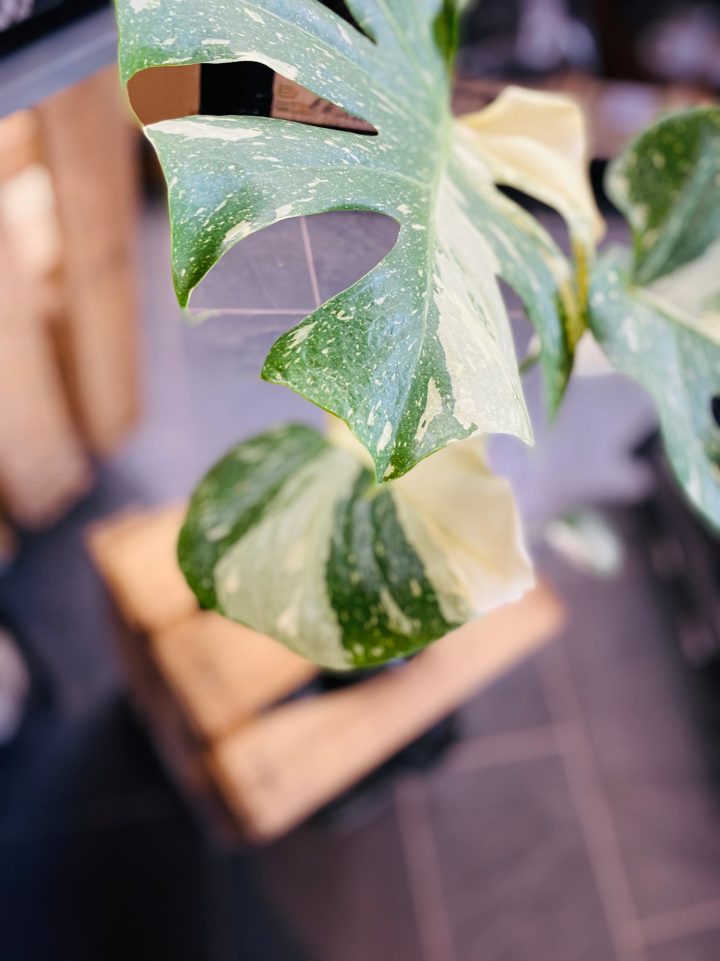 Monstera Thai Constellation - 12 cm potte