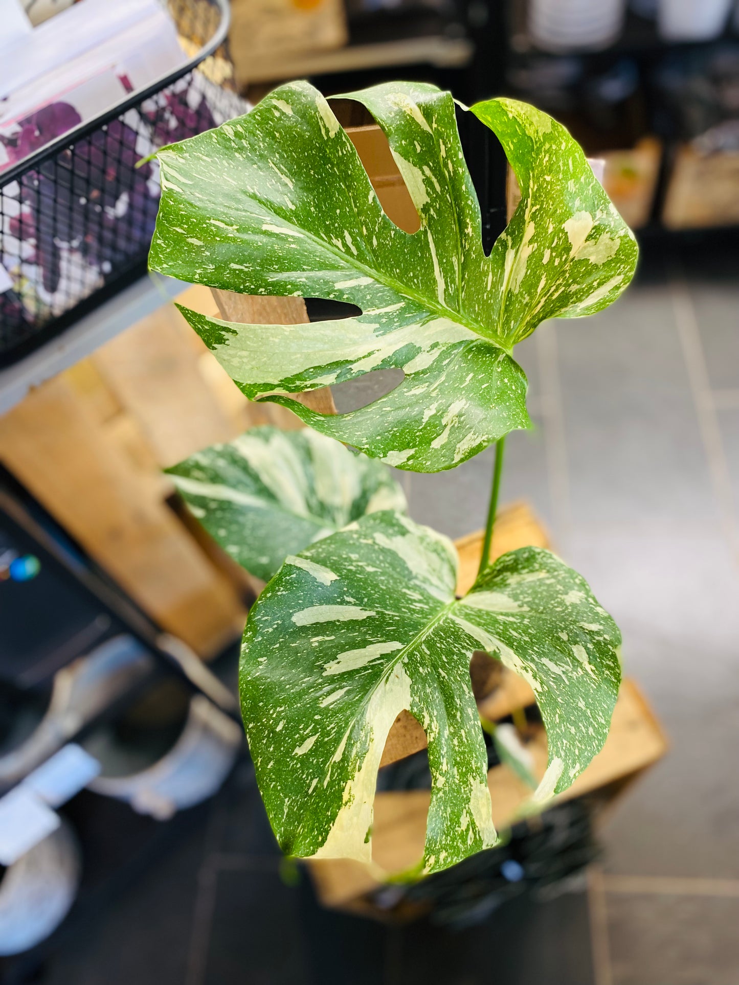 Monstera Thai Constellation - 12 cm potte