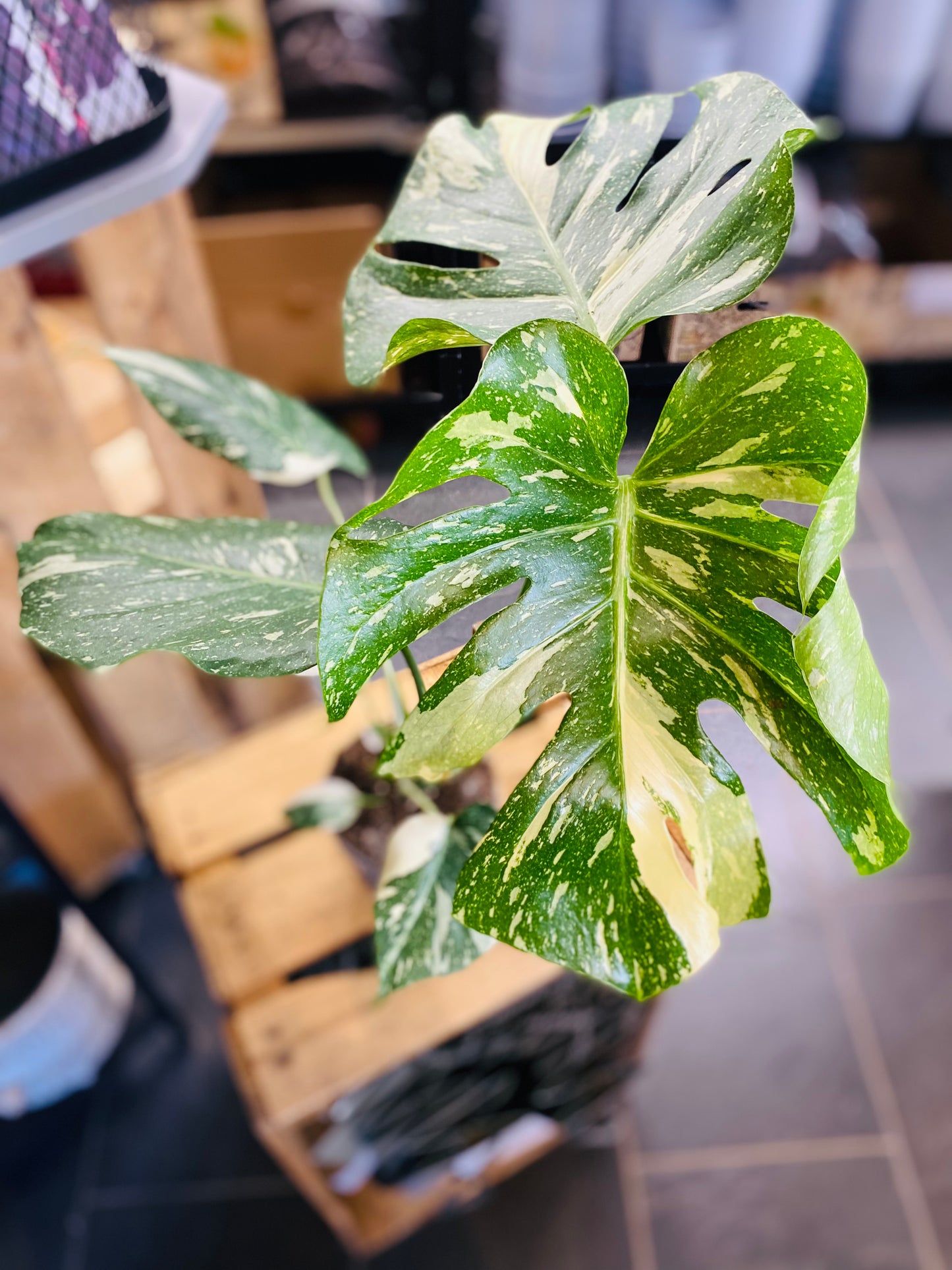 Monstera Thai Constellation - 12 cm potte