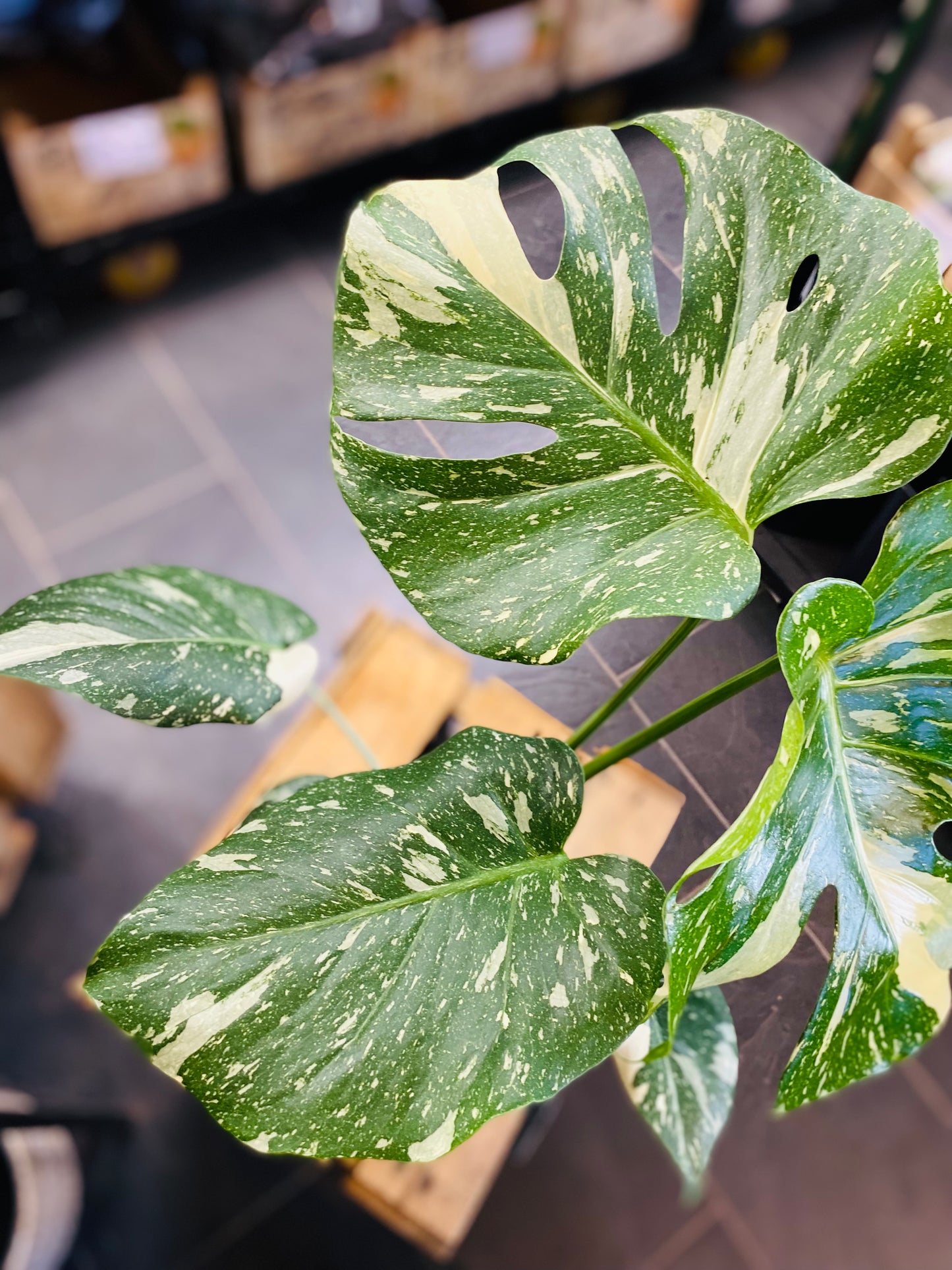 Monstera Thai Constellation - 12 cm potte